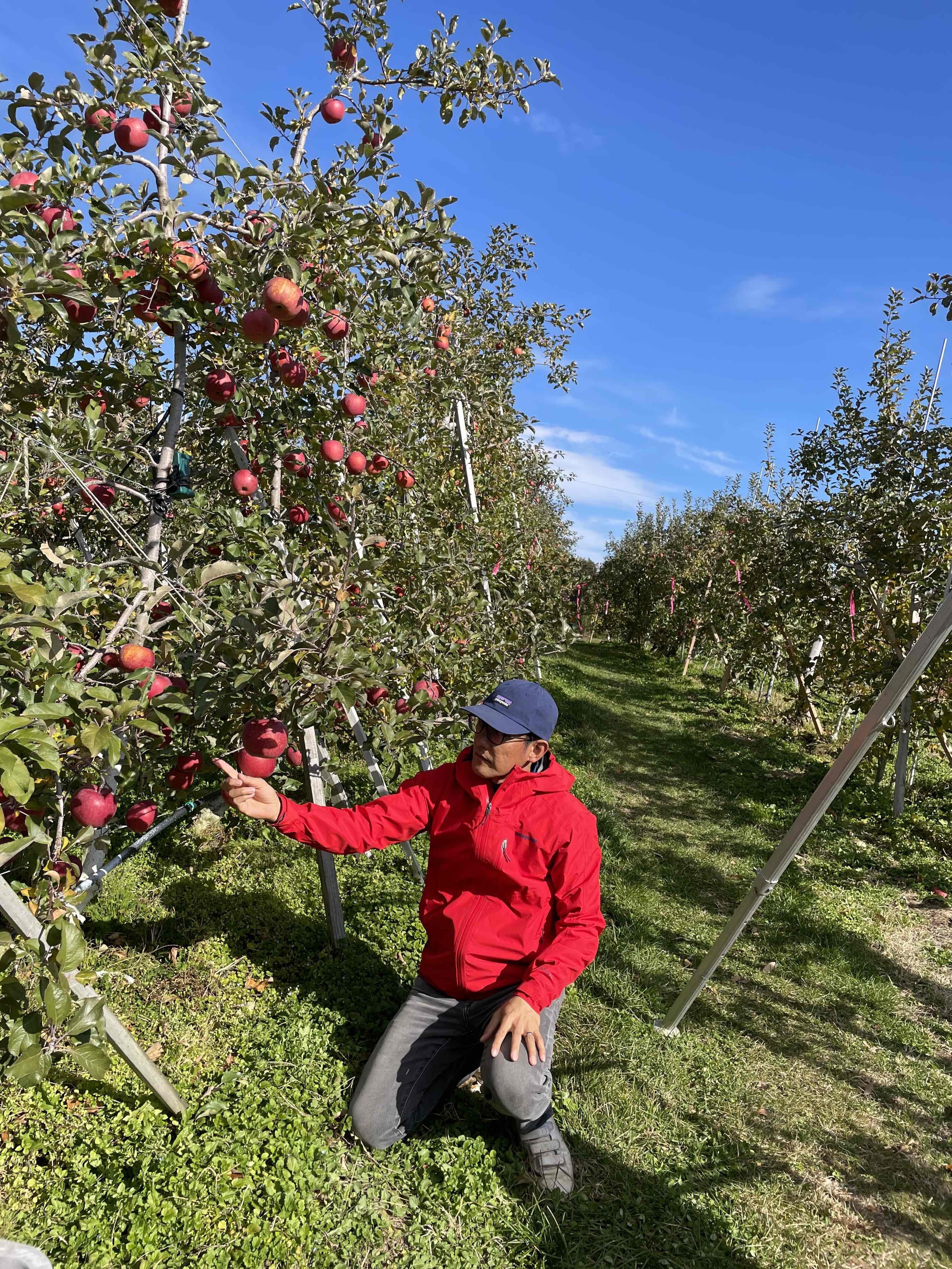 1本まるごと採り放題！「りんごの木オーナー制度」〜佐久穂町の知らざ