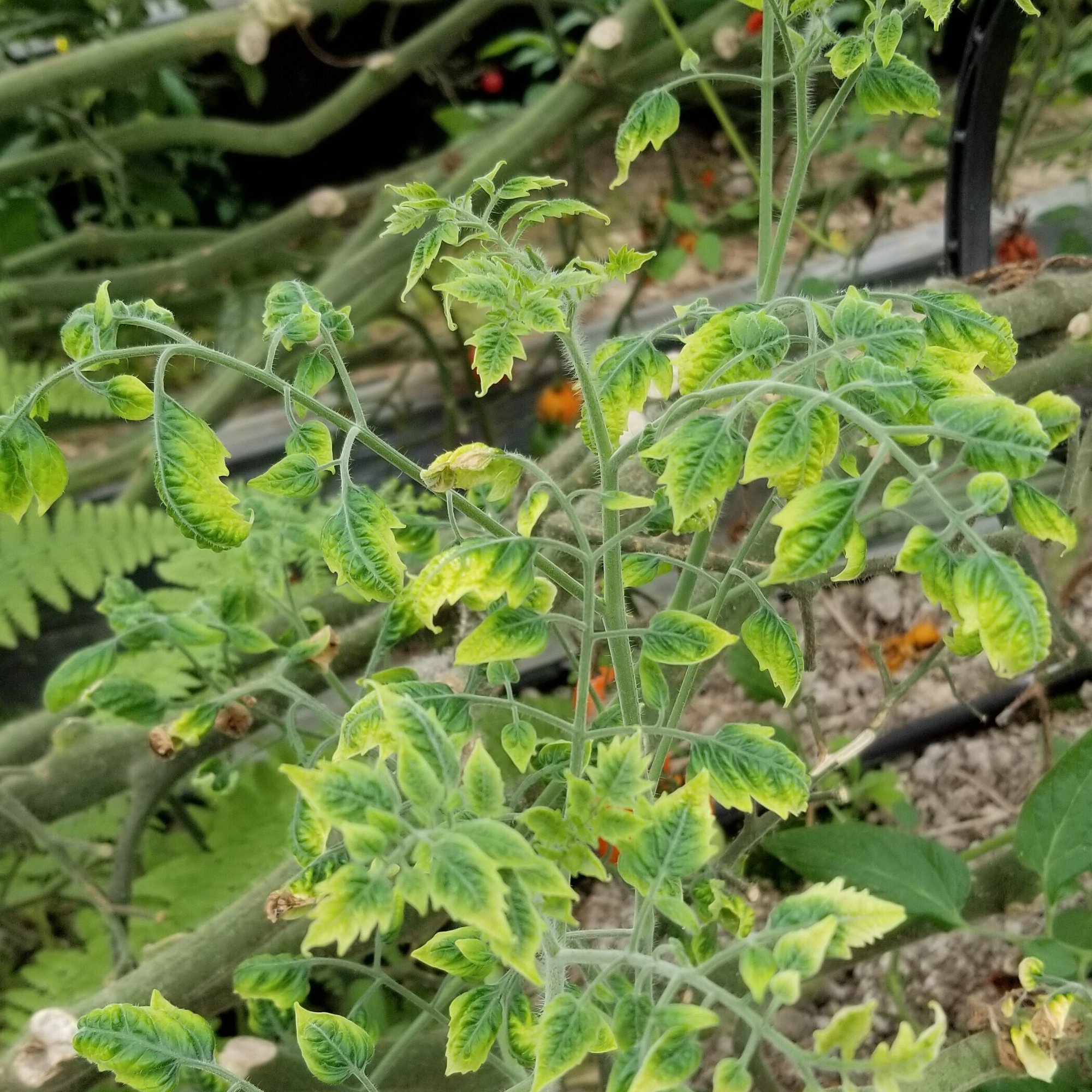 トマト 育ちが悪く黄色い 黄化葉巻病 初心者が成功するためのポイント ミライ菜園 Note トマト 育ちが悪く黄色い 黄化葉巻病 初心者が成功するためのポイント ミライ菜園 Note