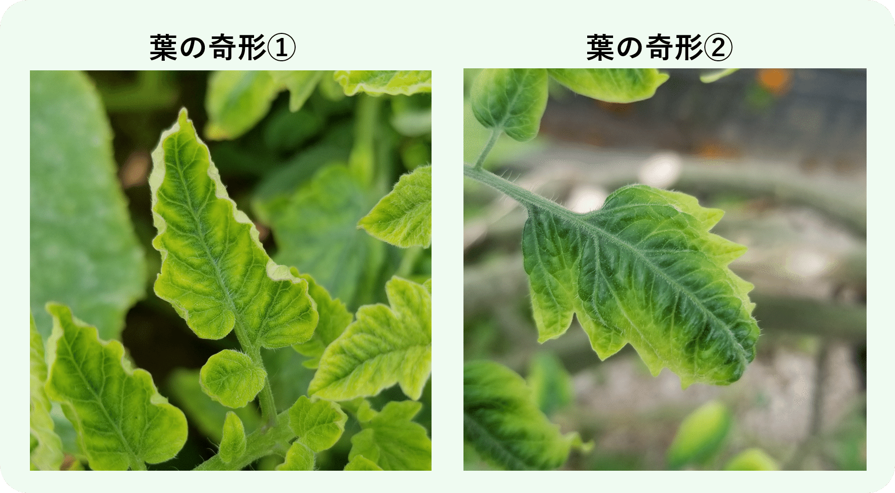 トマト 育ちが悪く黄色い 黄化葉巻病 初心者が成功するためのポイント ミライ菜園 Note トマト 育ちが悪く黄色い 黄化葉巻病 初心者が成功するためのポイント ミライ菜園 Note
