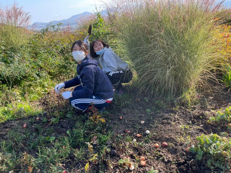 チューリップの球根植え