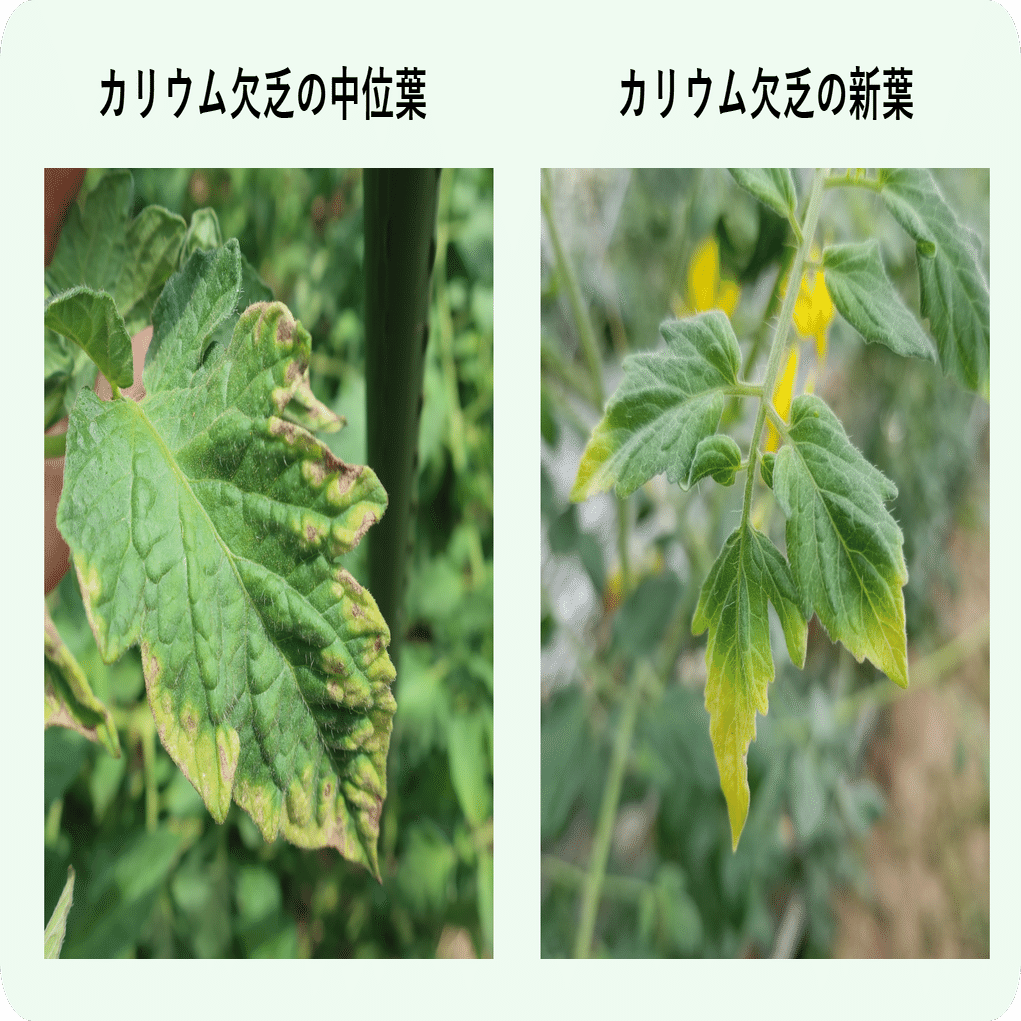 カリウム 欠乏 原因 – カリウムが欠乏すると , カリウム(K)/野菜の肥料・養分【欠乏症と過剰症】 – IERJ