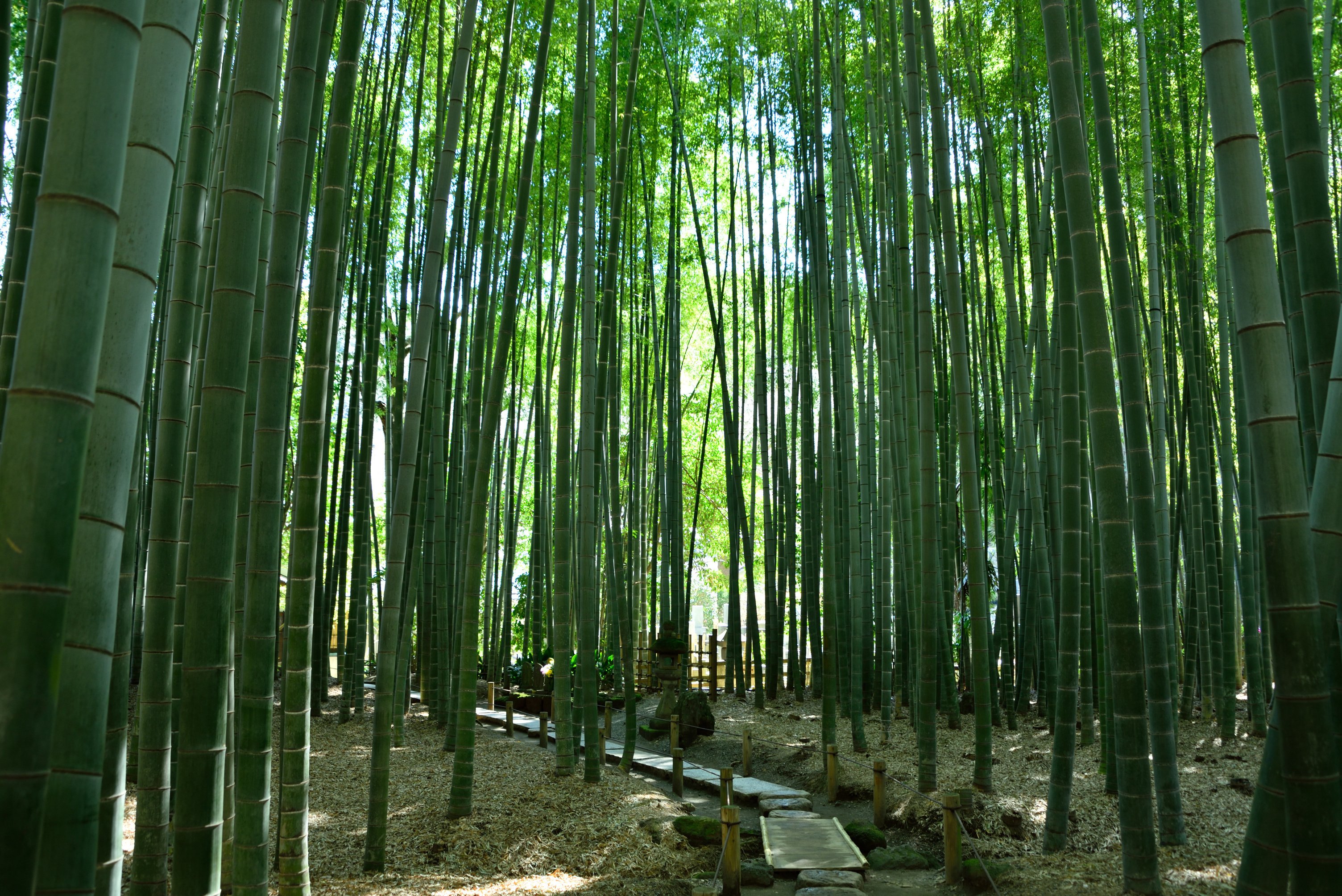 美しい日本の風景 鎌倉 報国寺 Tabifleeeeek たびふりーく 旅のオンラインサロン Note