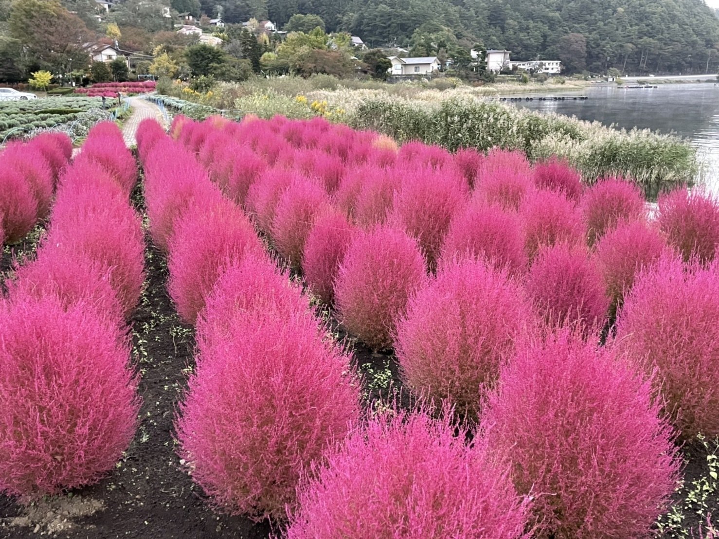 仮 大石公園 コキア 河口湖 たいね Note