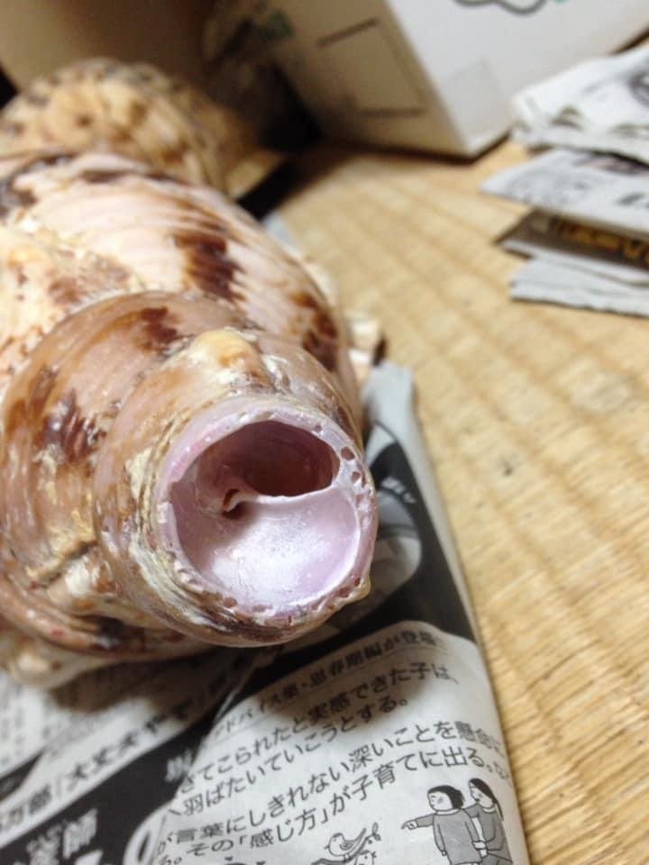 法螺貝談義（第10話）｜辛島正英（不動山大聖院）