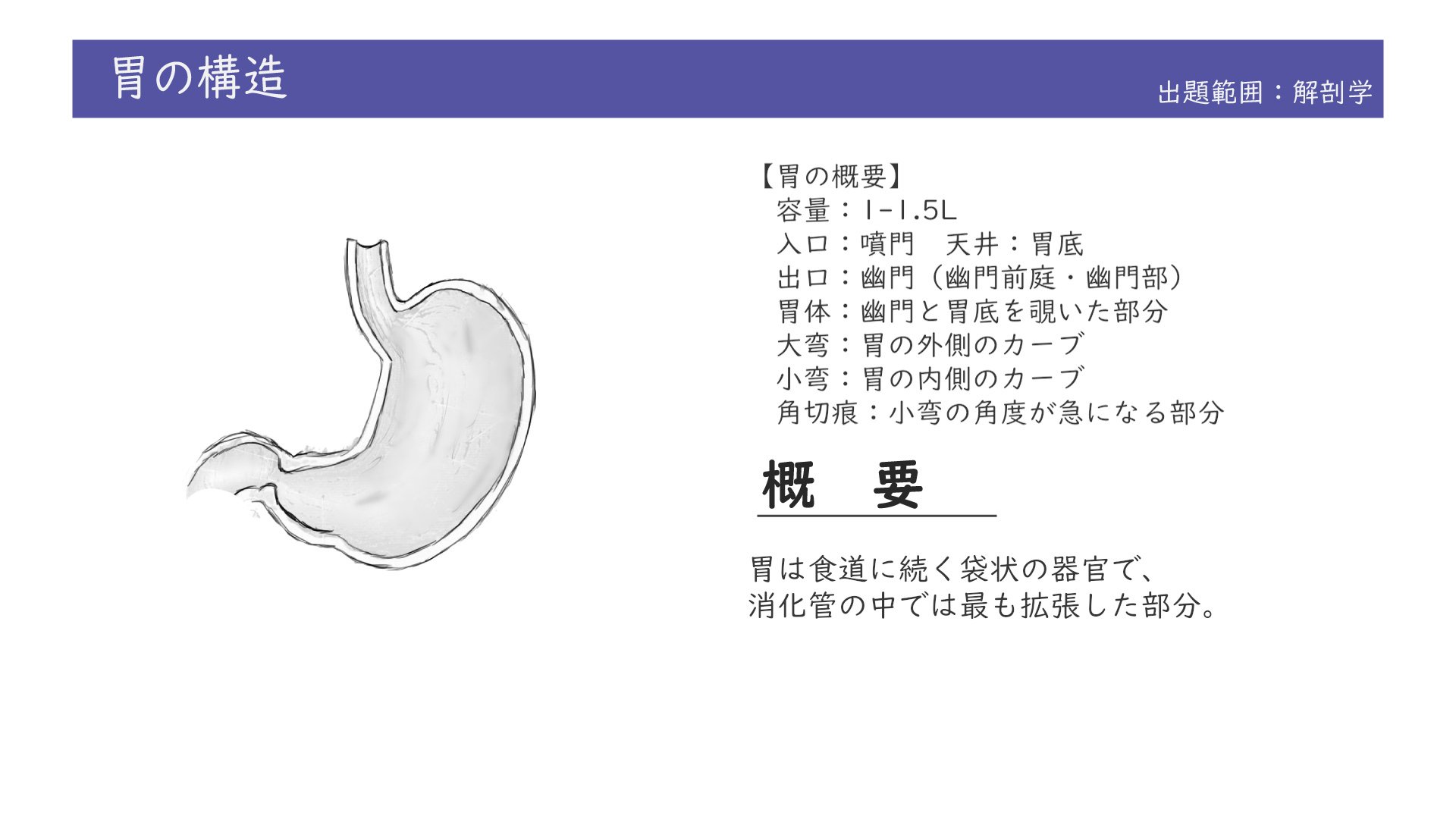 解剖学 ゴロあわせと図解イラストで簡単 胃の構造まとめ 覚え方 森元塾 国家試験対策 Note