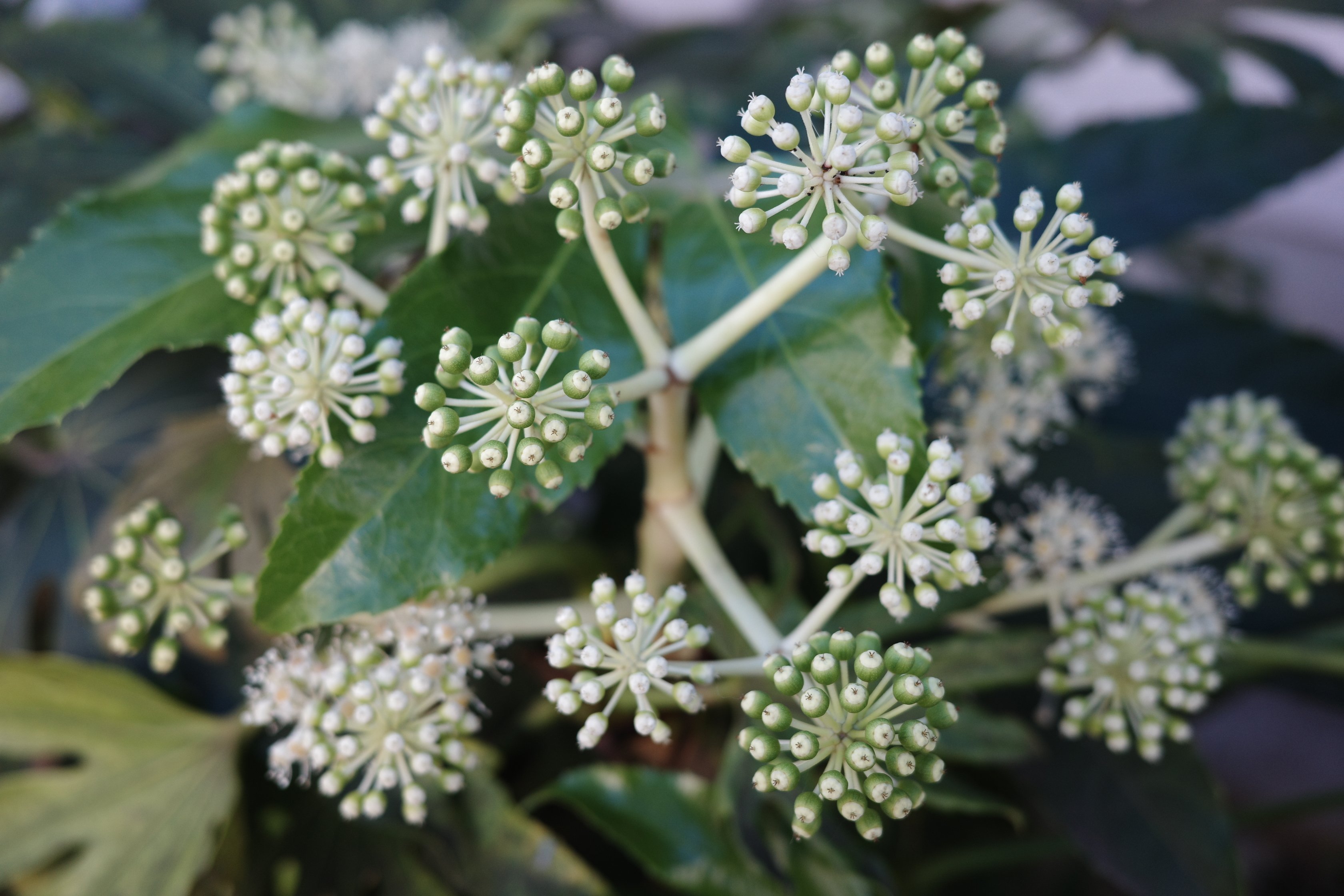 ヤツデの花 Gr3x Tiger3 Note ヤツデの花 Gr3x Tiger3 Note