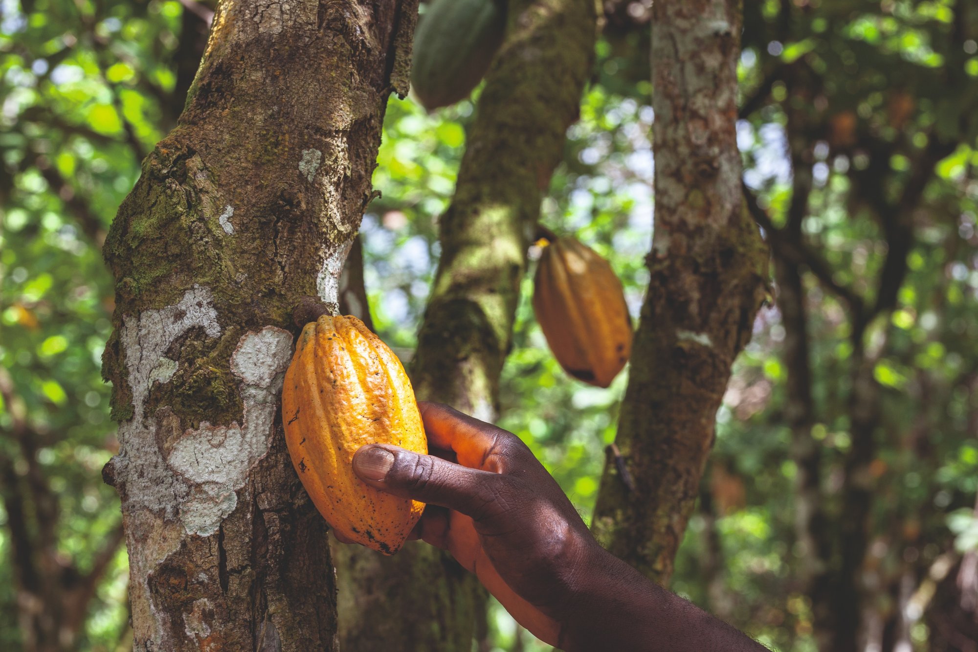 価値が上がれば 持続可能性も高まる Orderie オーダリー Note 価値が上がれば 持続可能性も高まる Orderie オーダリー Note
