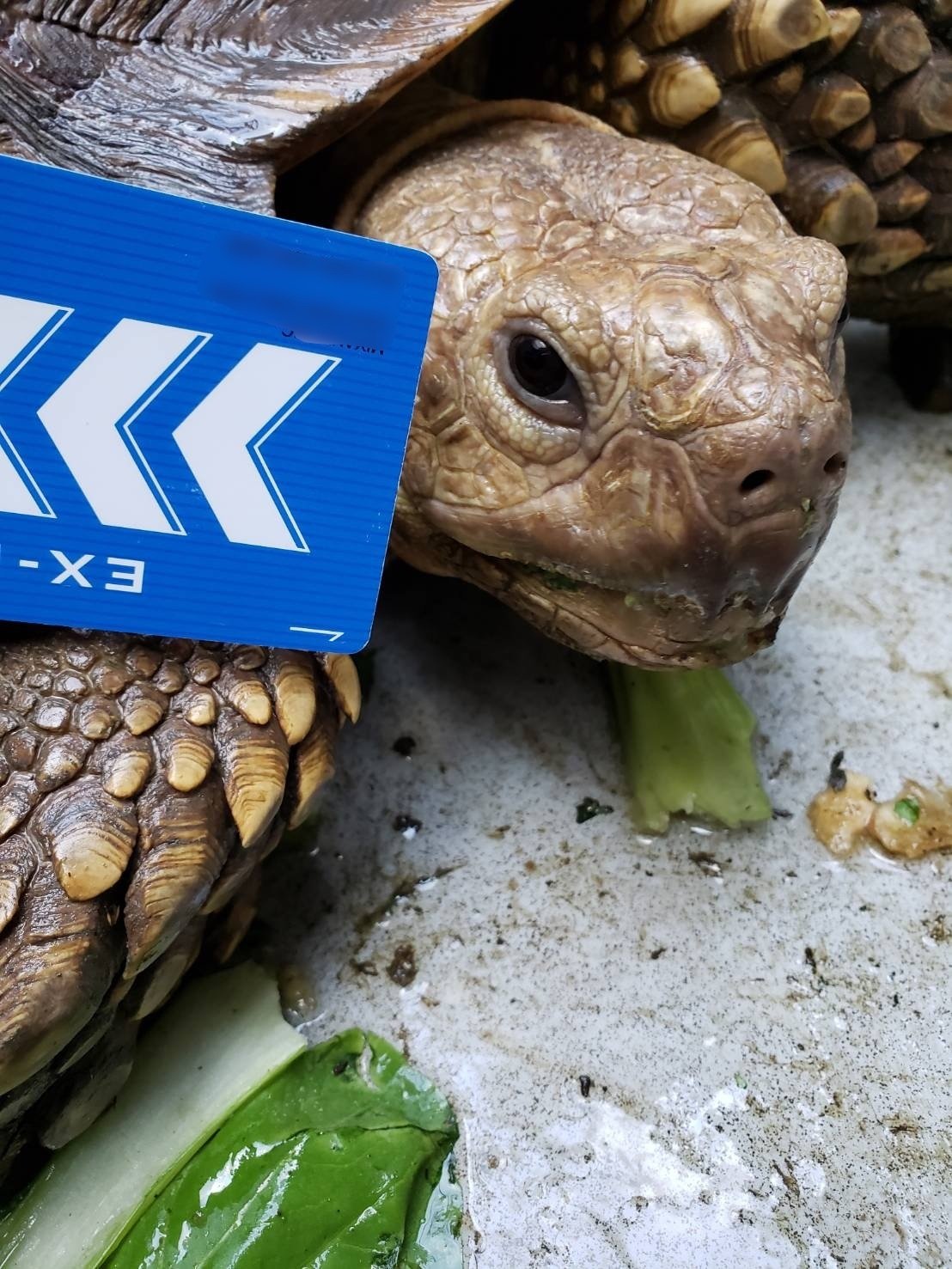 何度目かの冬を迎えてリクガメくんの暖房設備に手を入れる ビザビ ミヤビックス Note