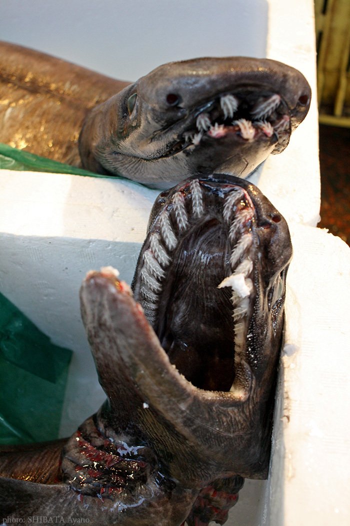 ラブカ｜芝田文乃