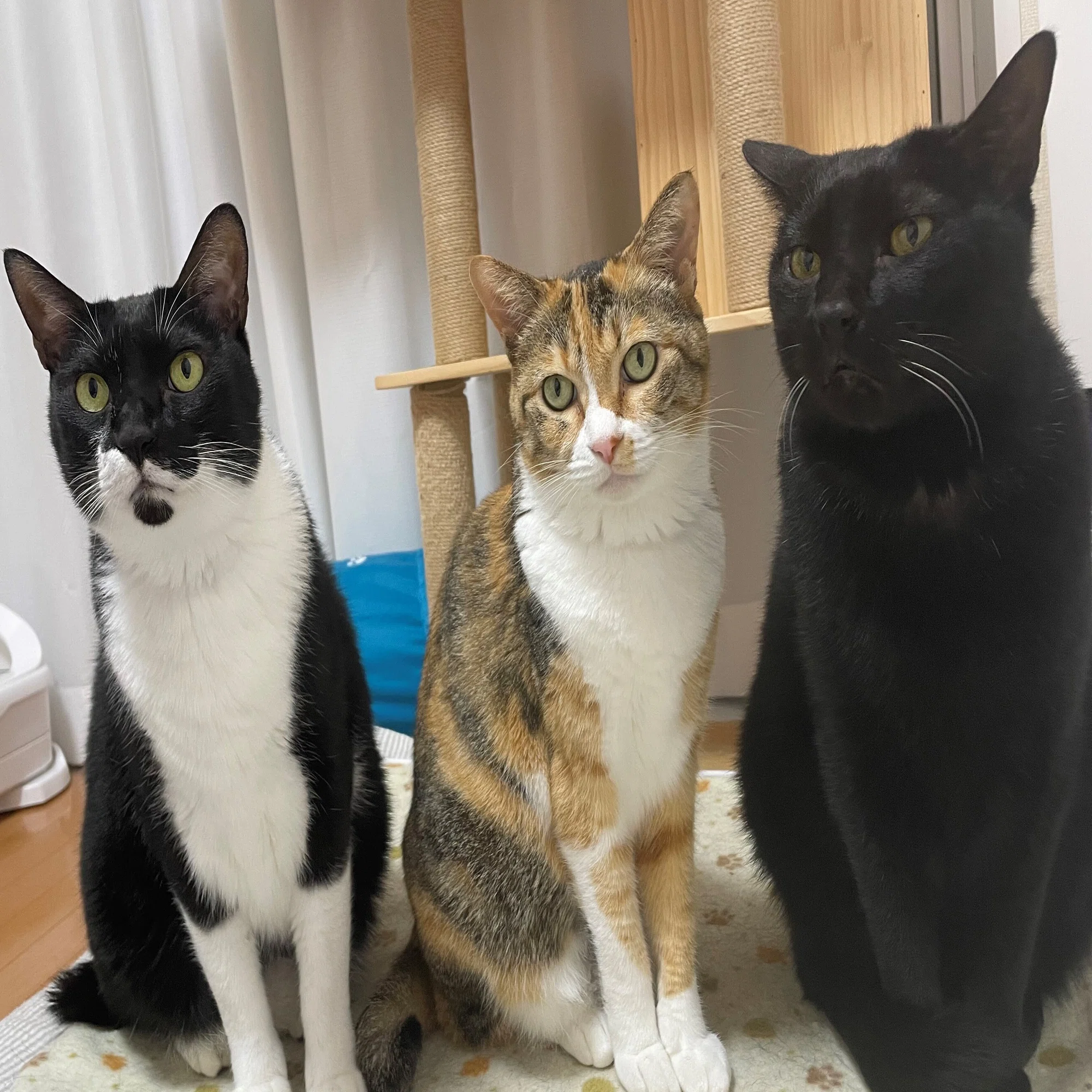 3万円で用意するはずだったキャットタワーに24万円かけることになった 