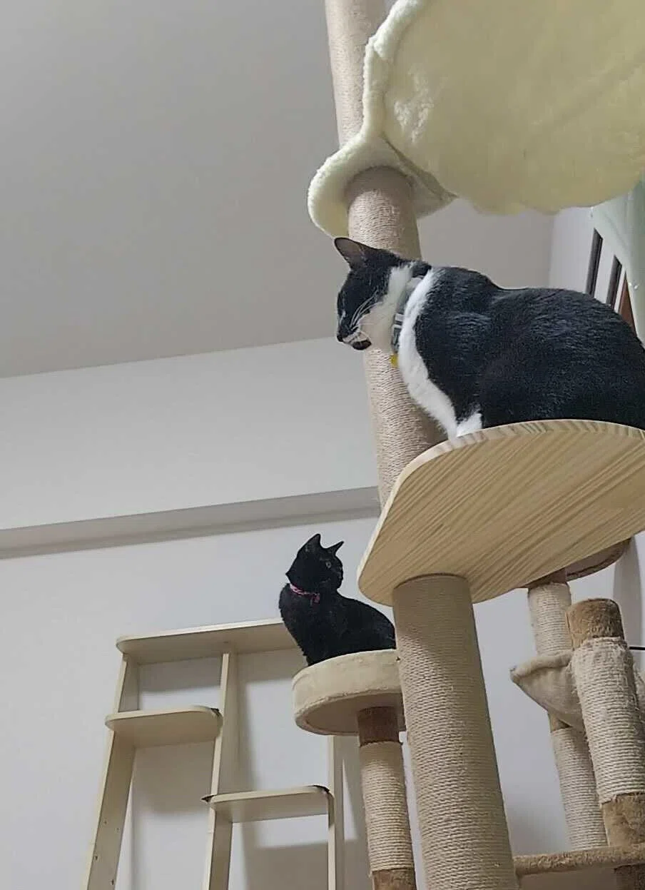 3万円で用意するはずだったキャットタワーに24万円かけることになった 