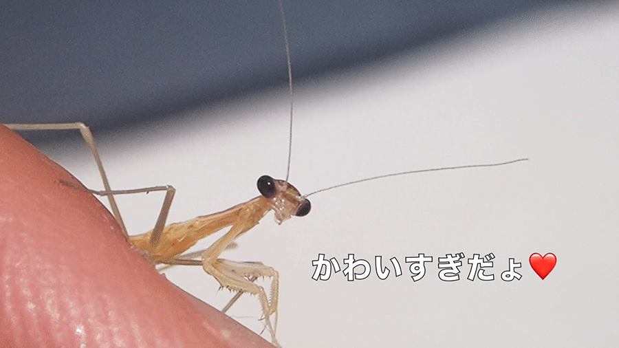 初夏に出会ったカマキリの赤ちゃんたち きまこ Note 初夏に出会ったカマキリの赤ちゃんたち きまこ Note