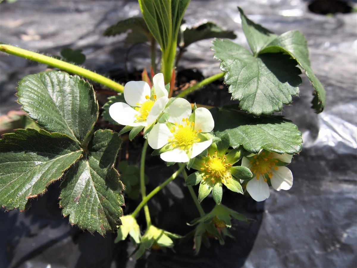 A First Step into Nature: Gardening with Children, Part 4: Let's Plant ...