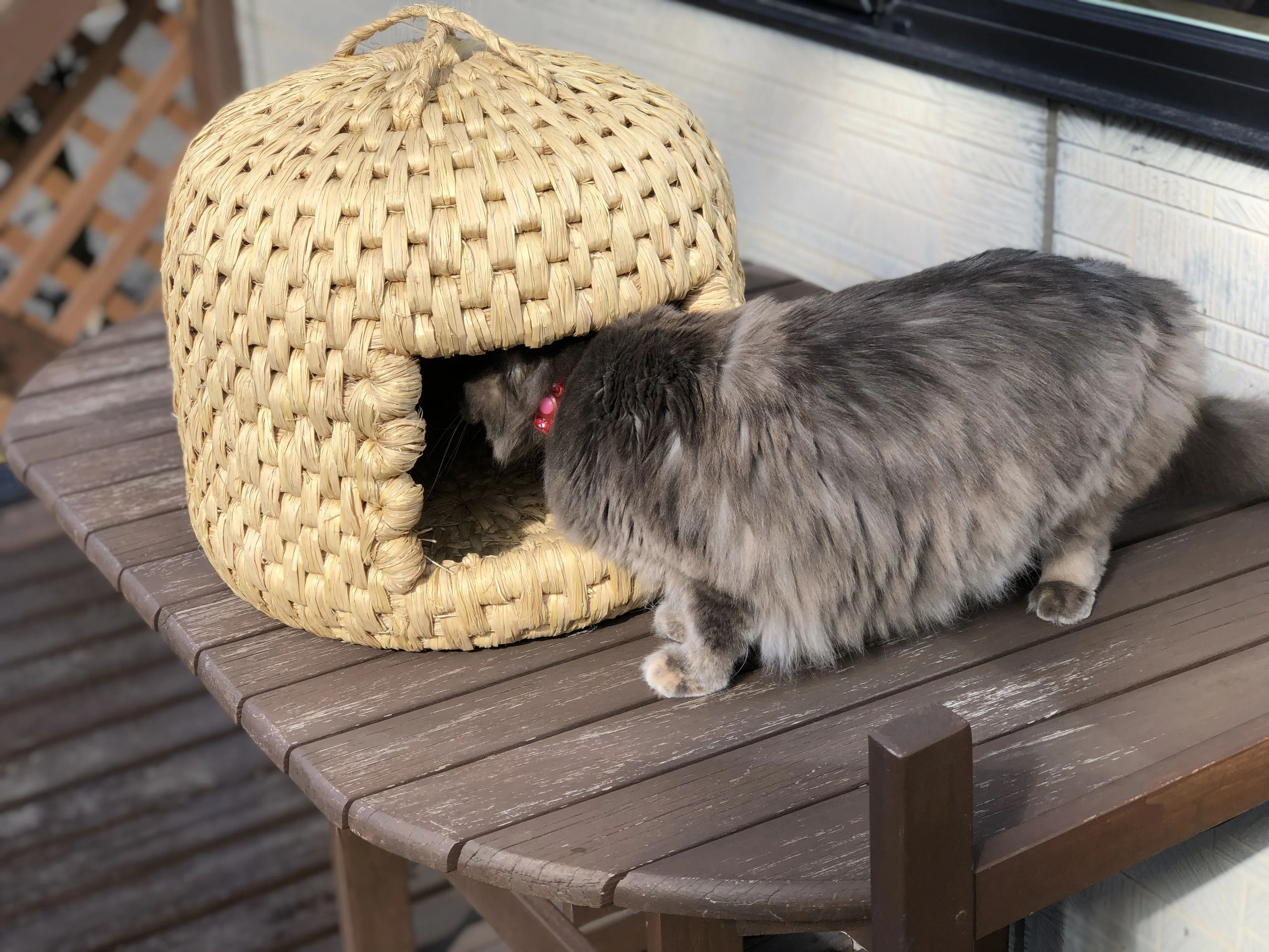 猫つぐらに猫が入らなくてもあきらめないで｜藁猫堂（わらねこどう）