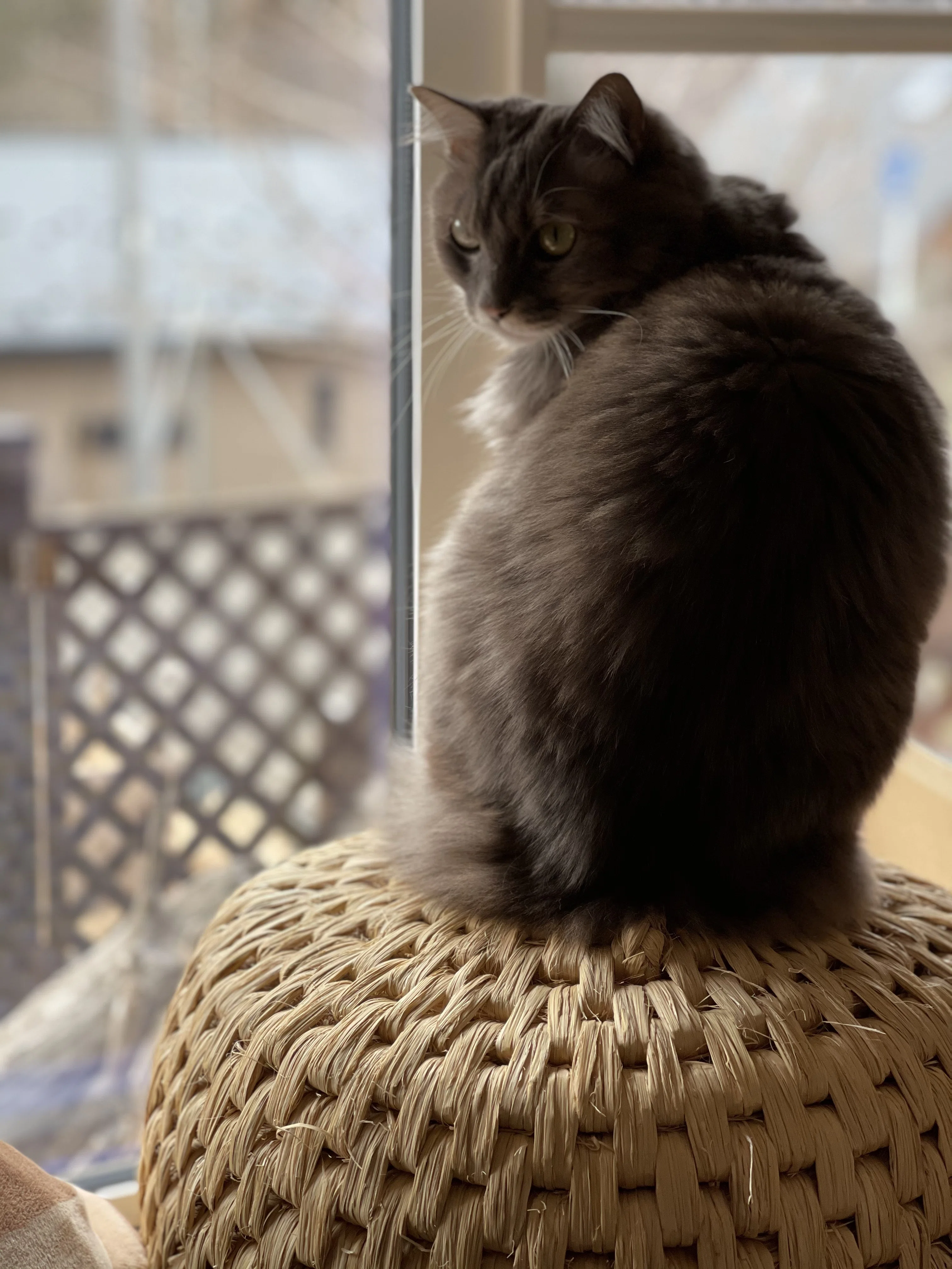 猫つぐらに猫が入らなくてもあきらめないで｜藁猫堂（わらねこどう）