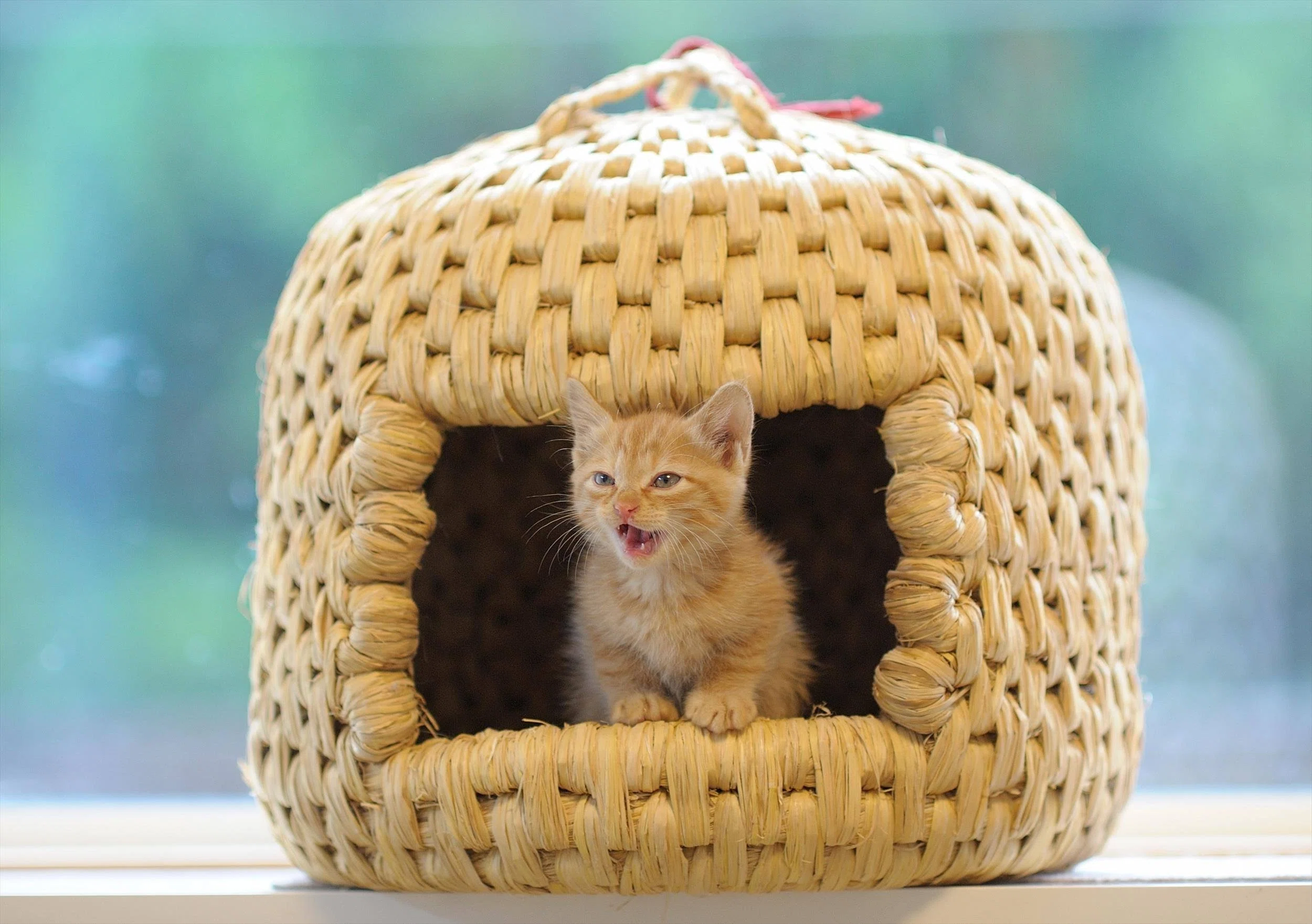 猫つぐらに猫が入らなくてもあきらめないで｜藁猫堂（わらねこどう）