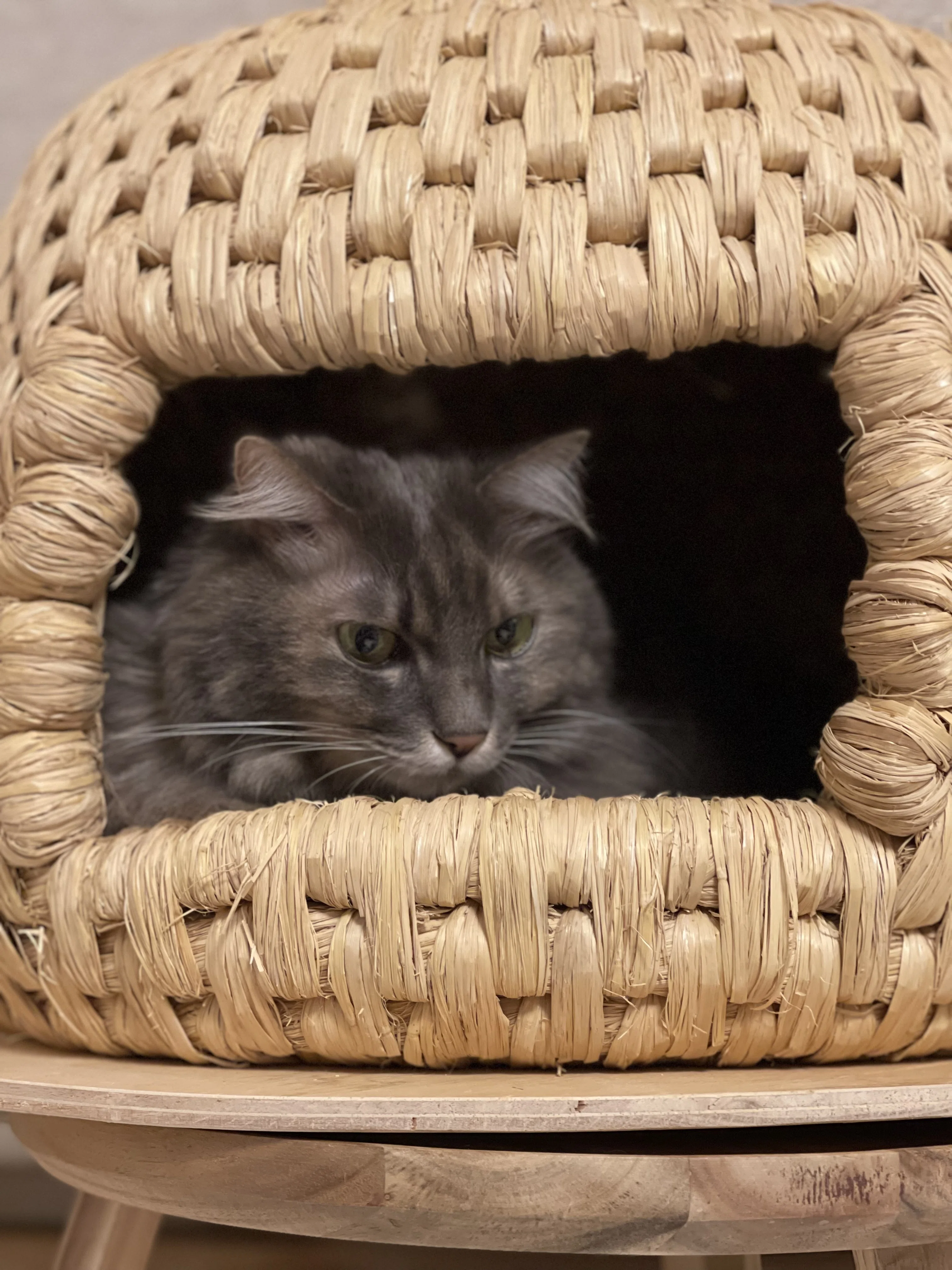 猫つぐらに猫が入らなくてもあきらめないで｜藁猫堂（わらねこどう）