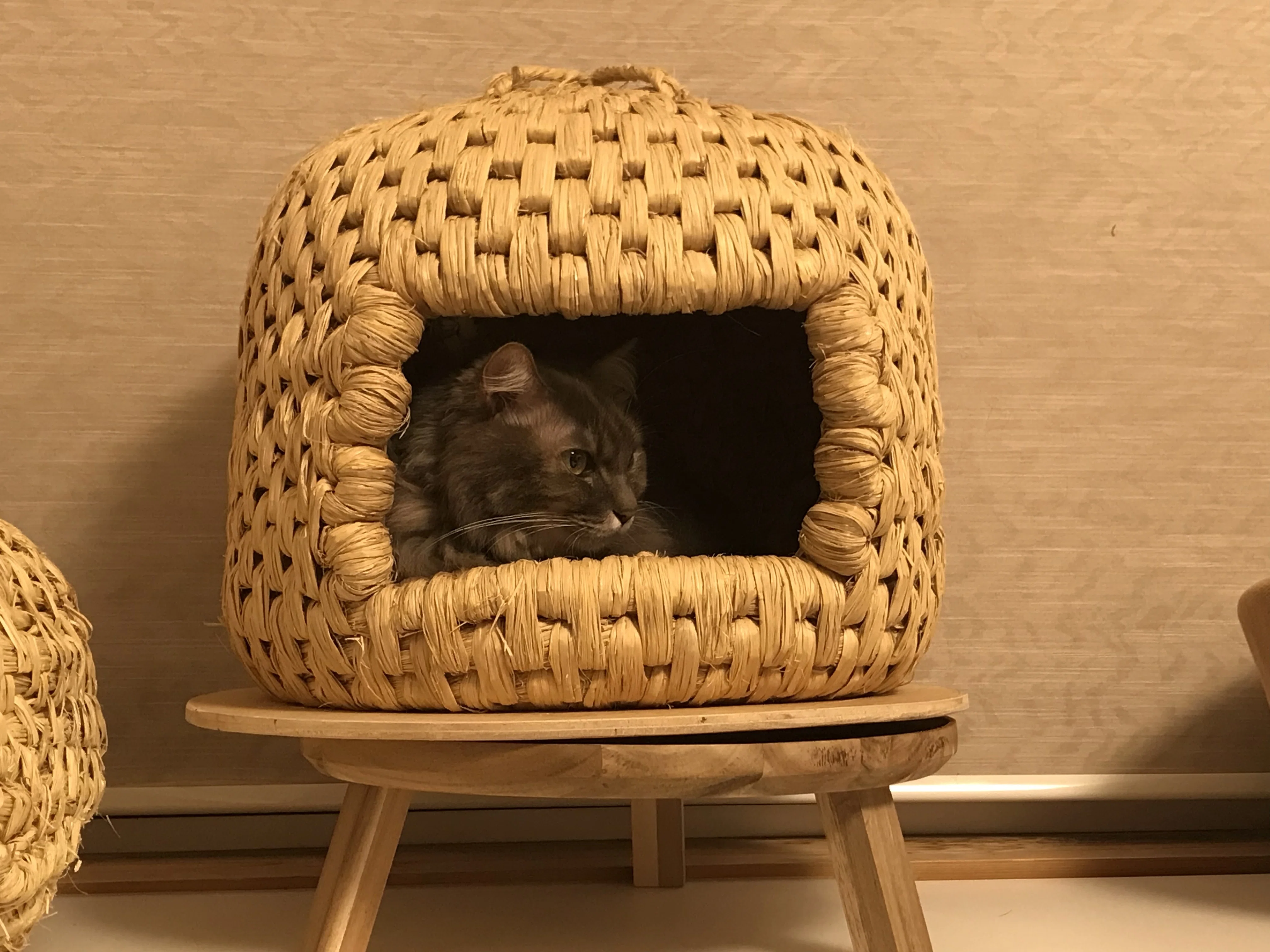 猫つぐらに猫が入らなくてもあきらめないで｜藁猫堂（わらねこどう）