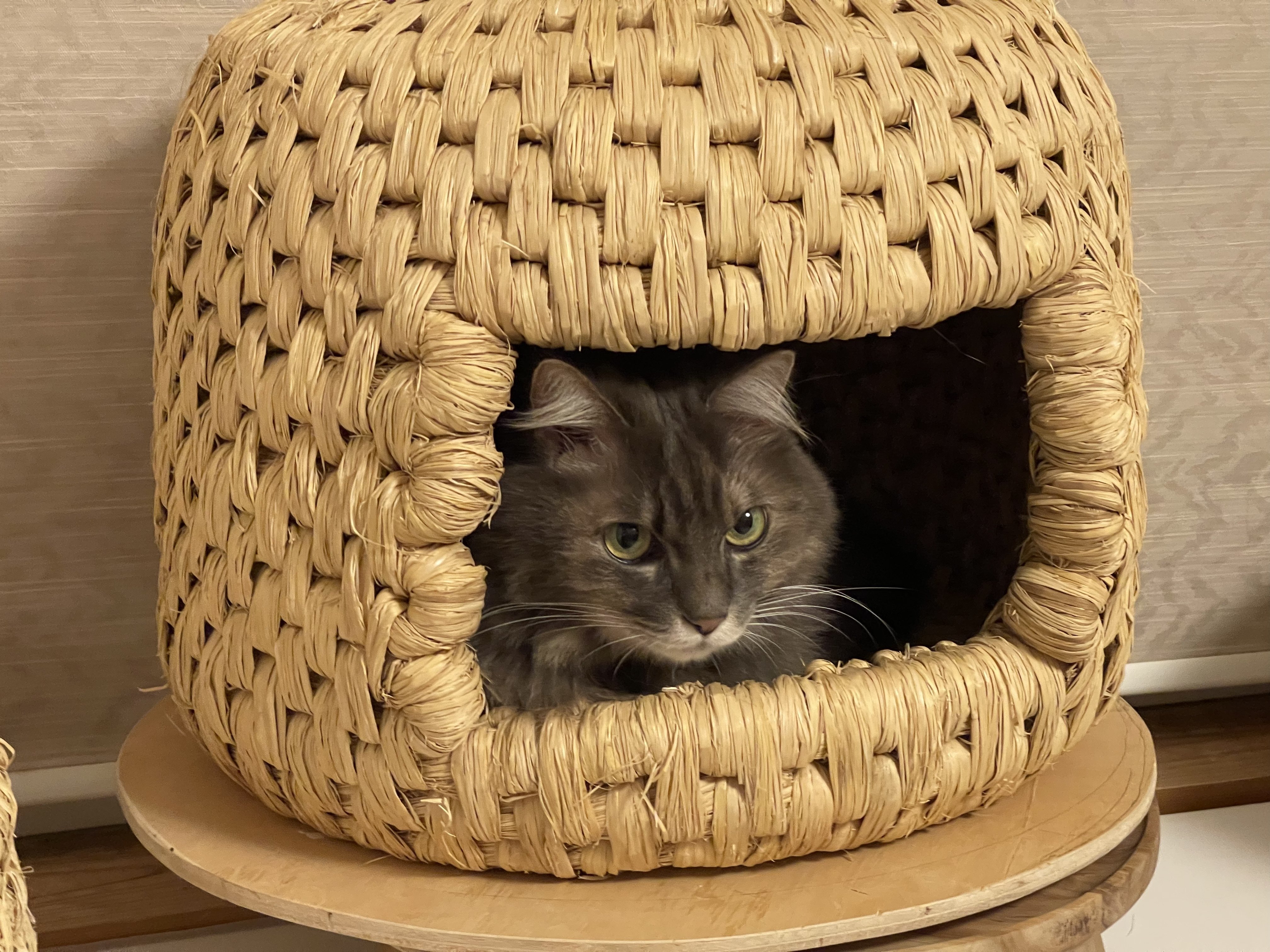 猫つぐらに猫が入らなくてもあきらめないで｜藁猫堂（わらねこどう）