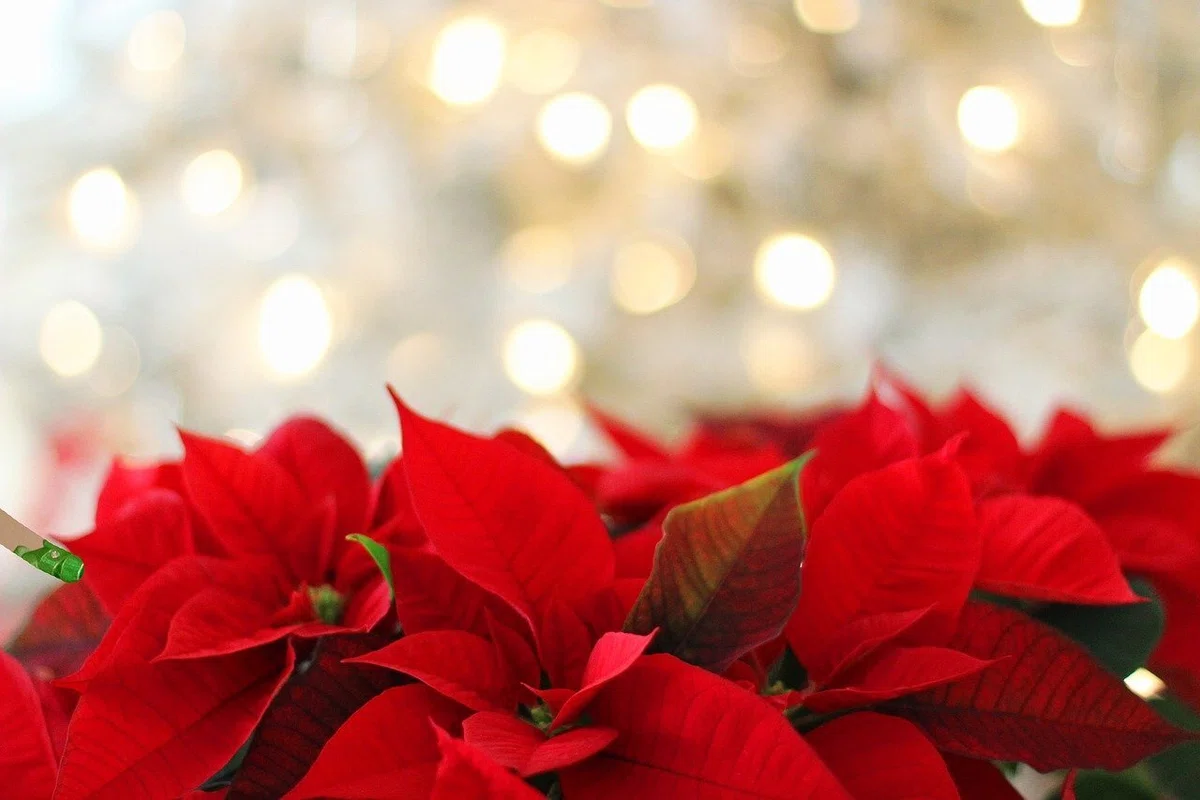 poinsettia-g7cfcdc82b_1280
