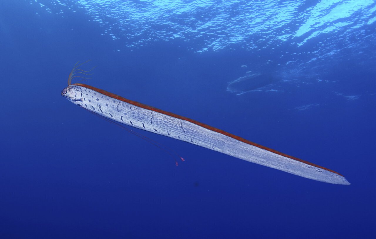 リュウグウノツカイ｜Gelate（ジェレイト）