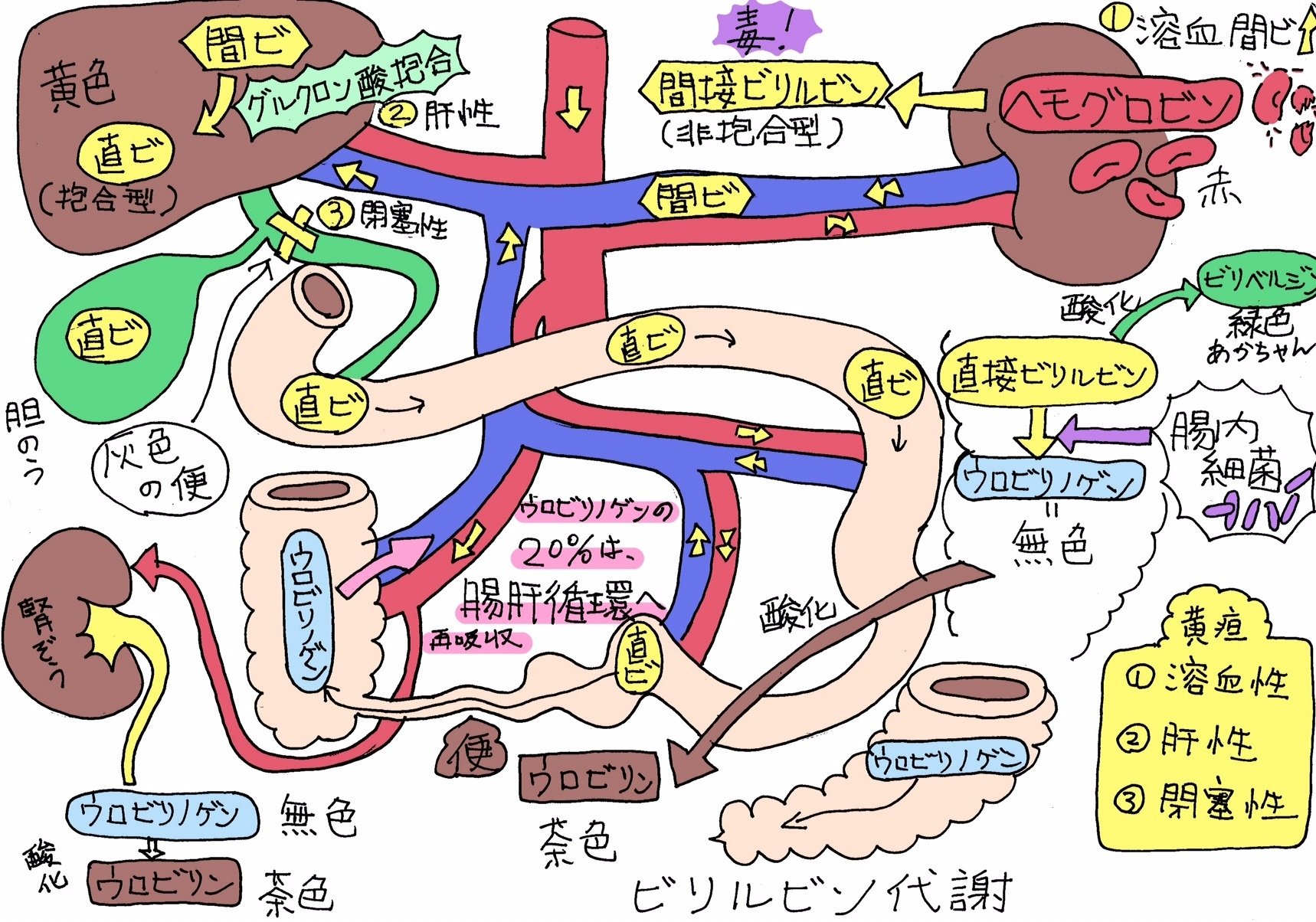 ビリルビン代謝と黄疸 のうと医療専門学校 Note