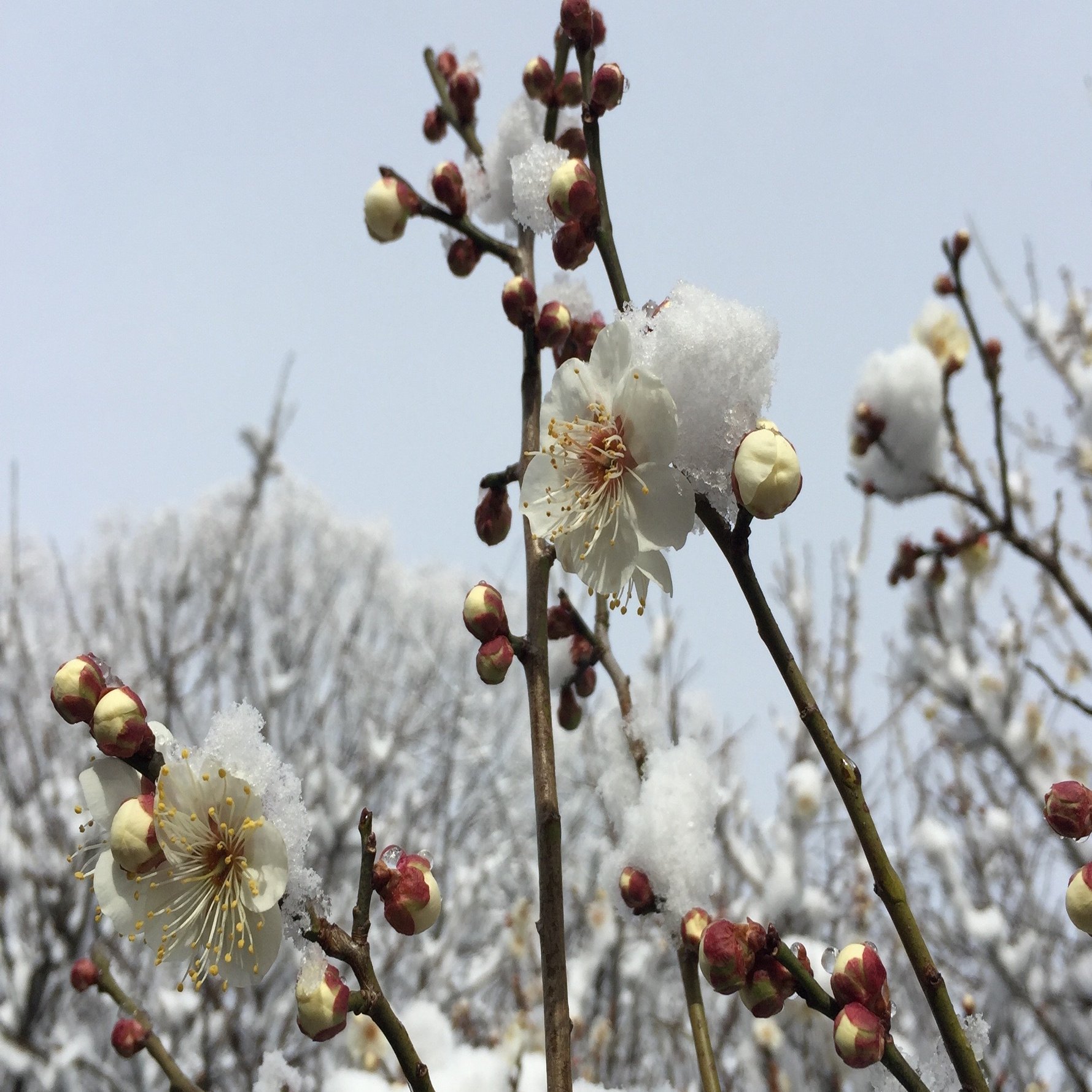 二十四節気でめくるカレンダー 俳句と暮らす Vol 06 みたすくらす 東海の地産情報を地元クリエイターがお届け