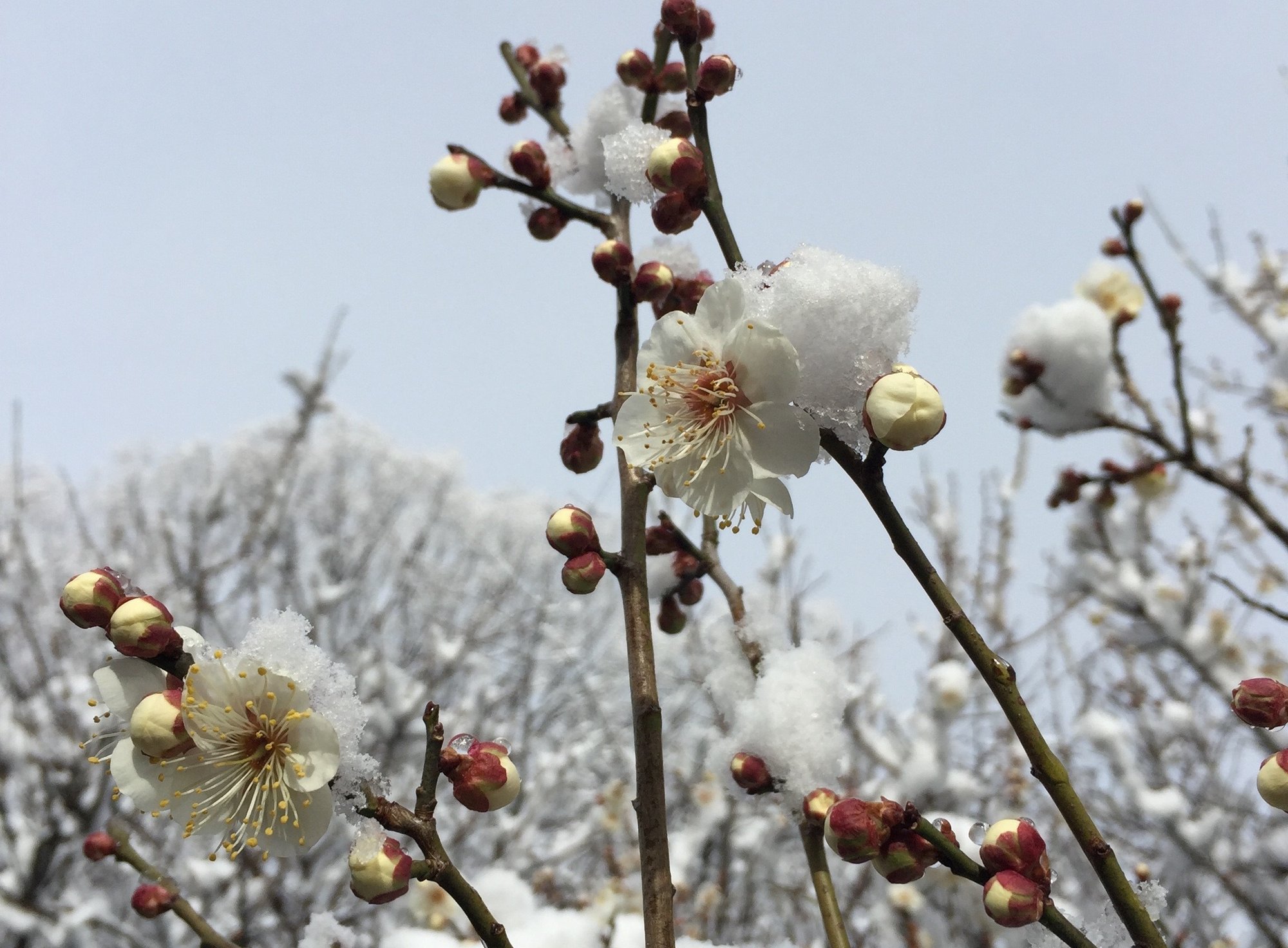 二十四節気でめくるカレンダー 俳句と暮らす Vol 06 みたすくらす 東海の地産情報を地元クリエイターがお届け 二十四節気でめくるカレンダー 俳句と暮らす Vol 06 みたすくらす 東海の地産情報を地元クリエイターがお届け