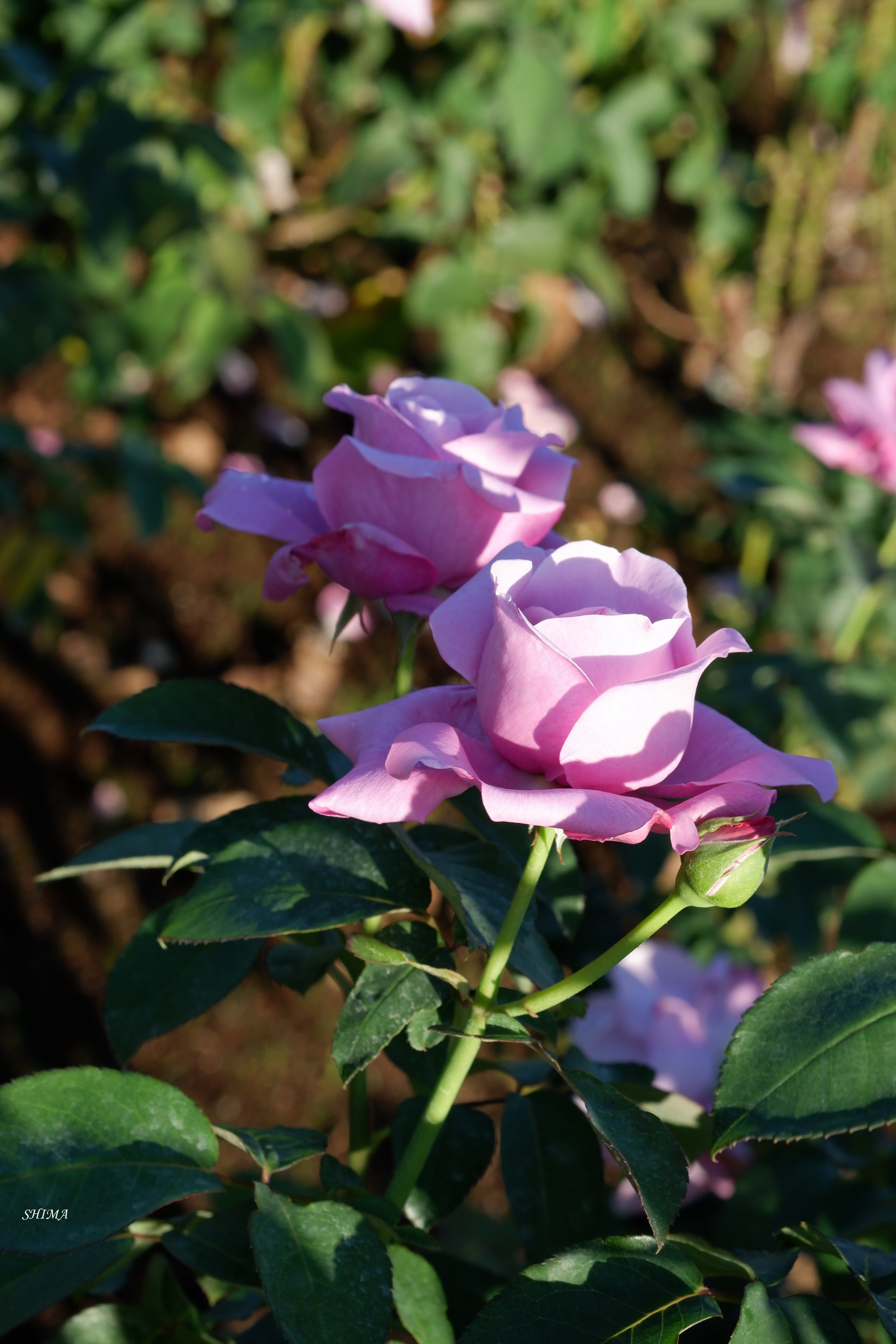 神代植物公園 バラ園 9 しま Note 神代植物公園 バラ園 9 しま Note