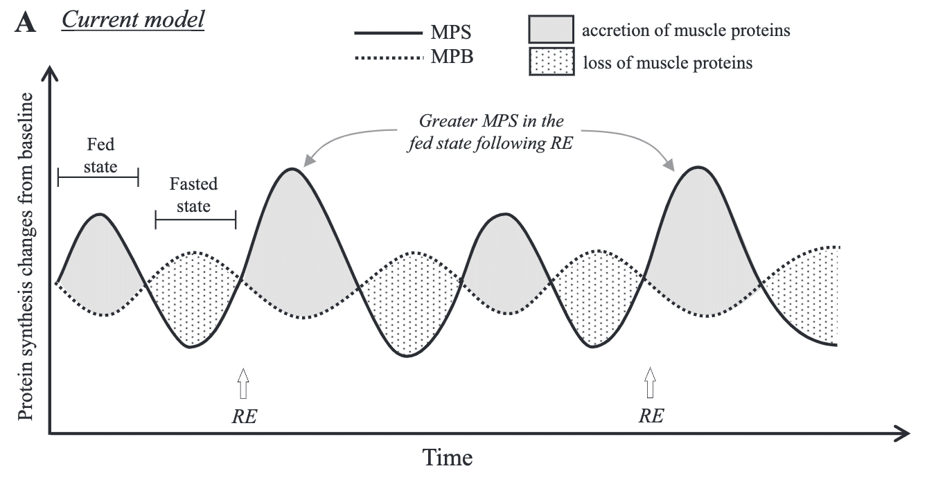 MPSとMPBによる筋肥大モデル（引用文献より）
