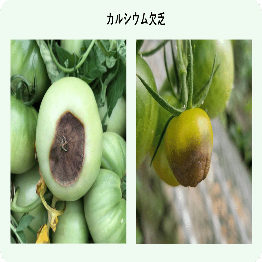トマト 実の一部が黒くなる尻腐れ カルシウム欠乏 ミライ菜園 Note