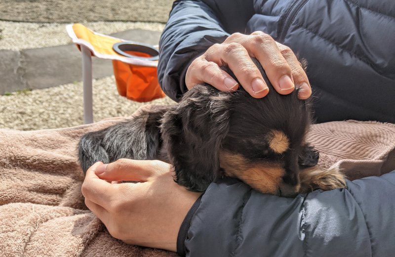 子犬のミニチュアダックス