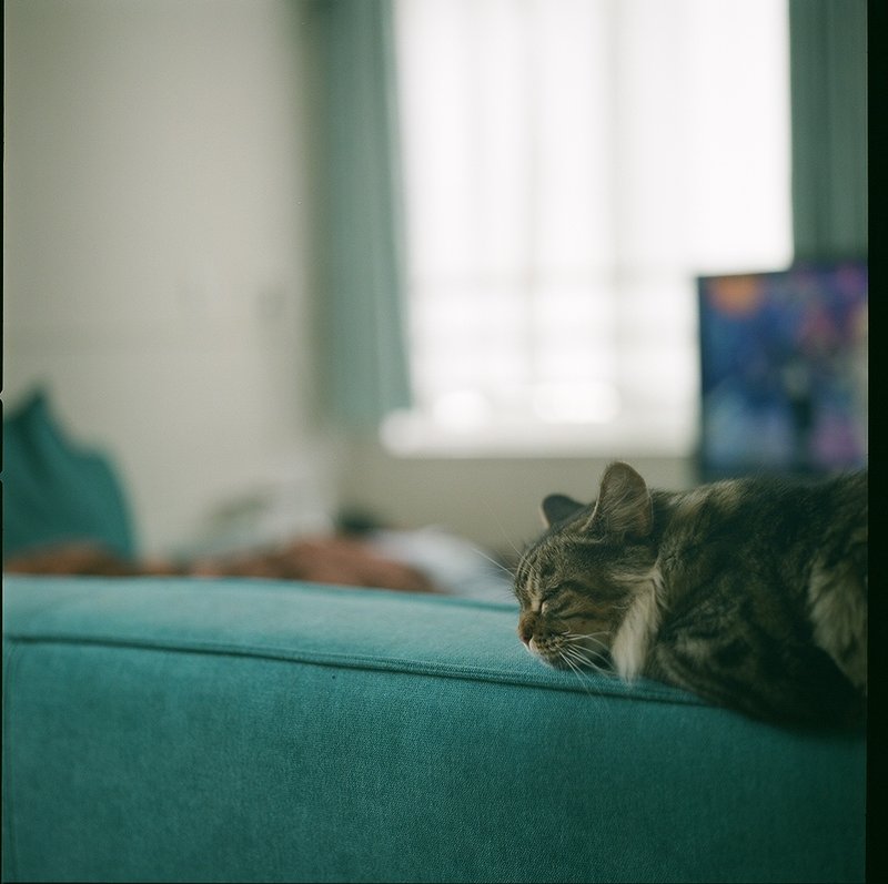 カーテン越しの光と流しっぱなしのテレビと。そこに猫がいれば日常。