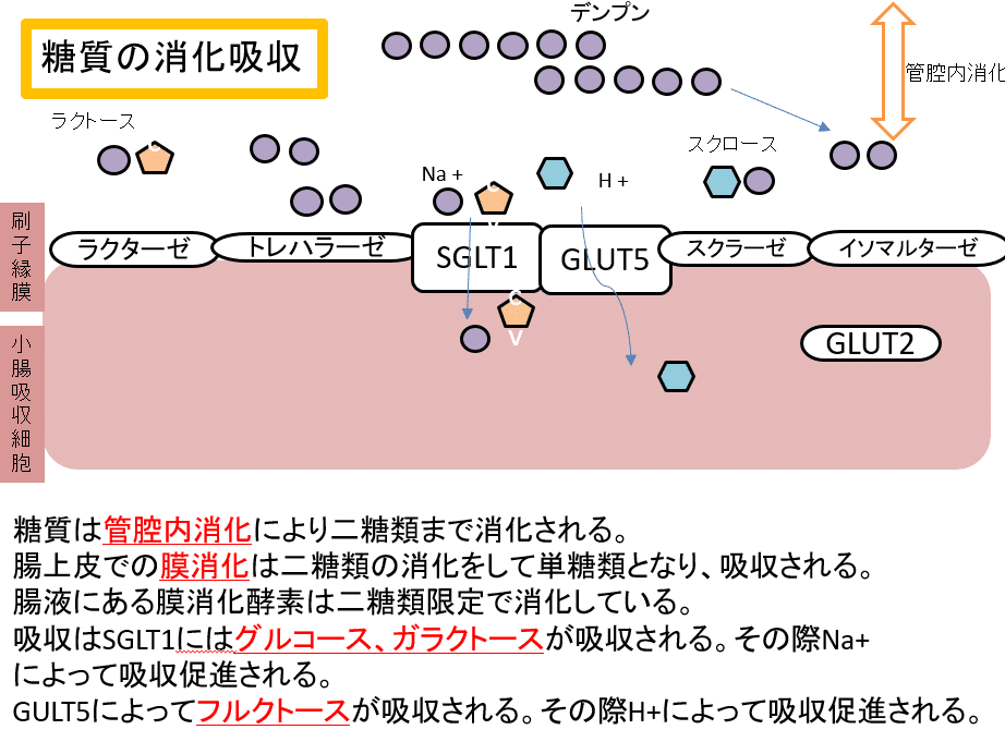 代謝ノート①糖質の消化吸収 基礎栄養学 はにわの管理栄養士国試対策 代謝ノート①糖質の消化吸収 基礎栄養学 はにわの管理栄養士国試対策