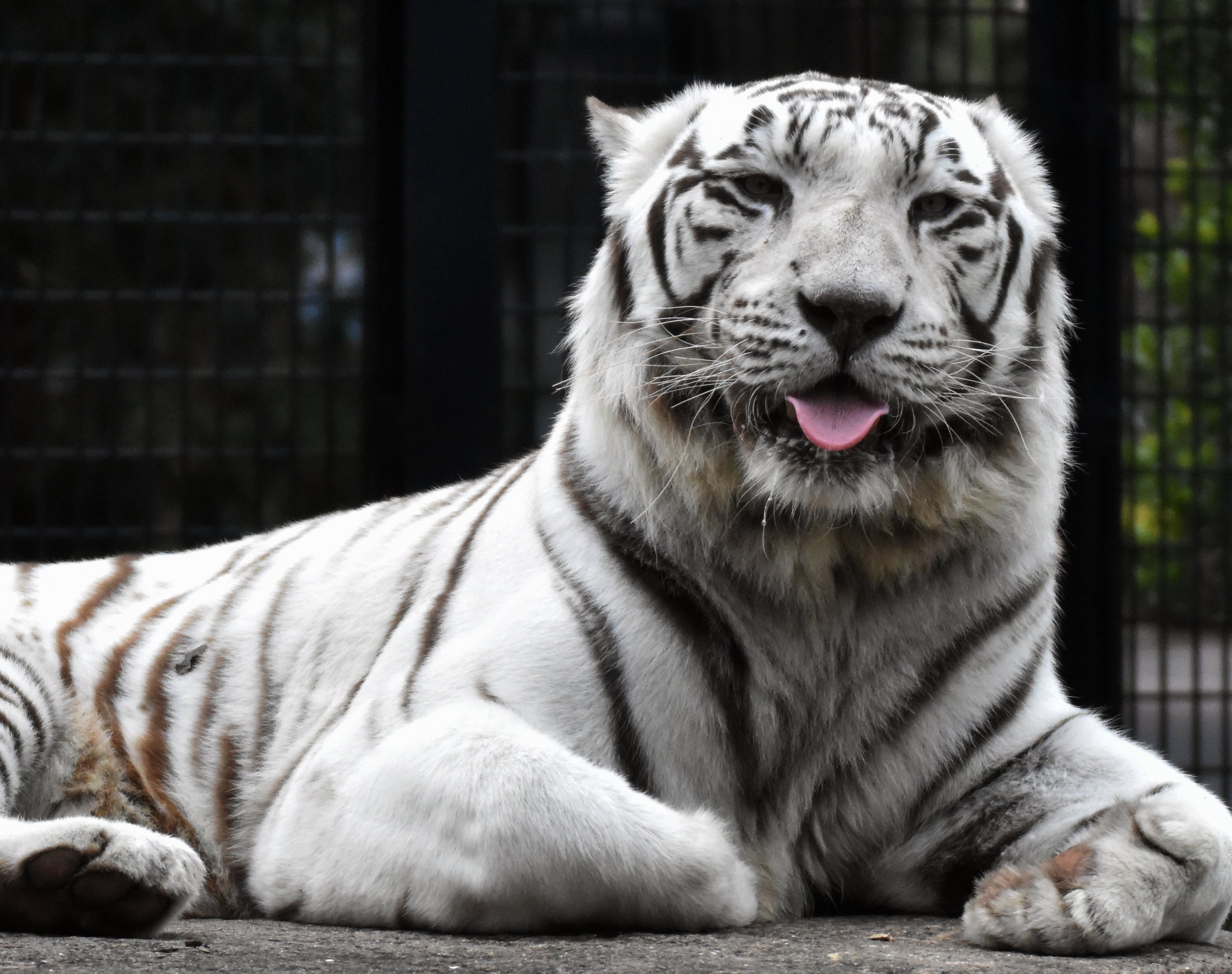 ホワイトタイガー 食肉目ネコ科 Hirahiranote Note