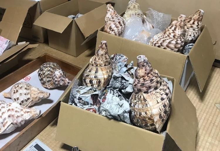 【特大】稀代吹法螺師  京都  山伏使用の法螺貝  修復品 特大】稀代吹法螺師 京都 山伏使用の法螺貝 修復品 - メルカリ