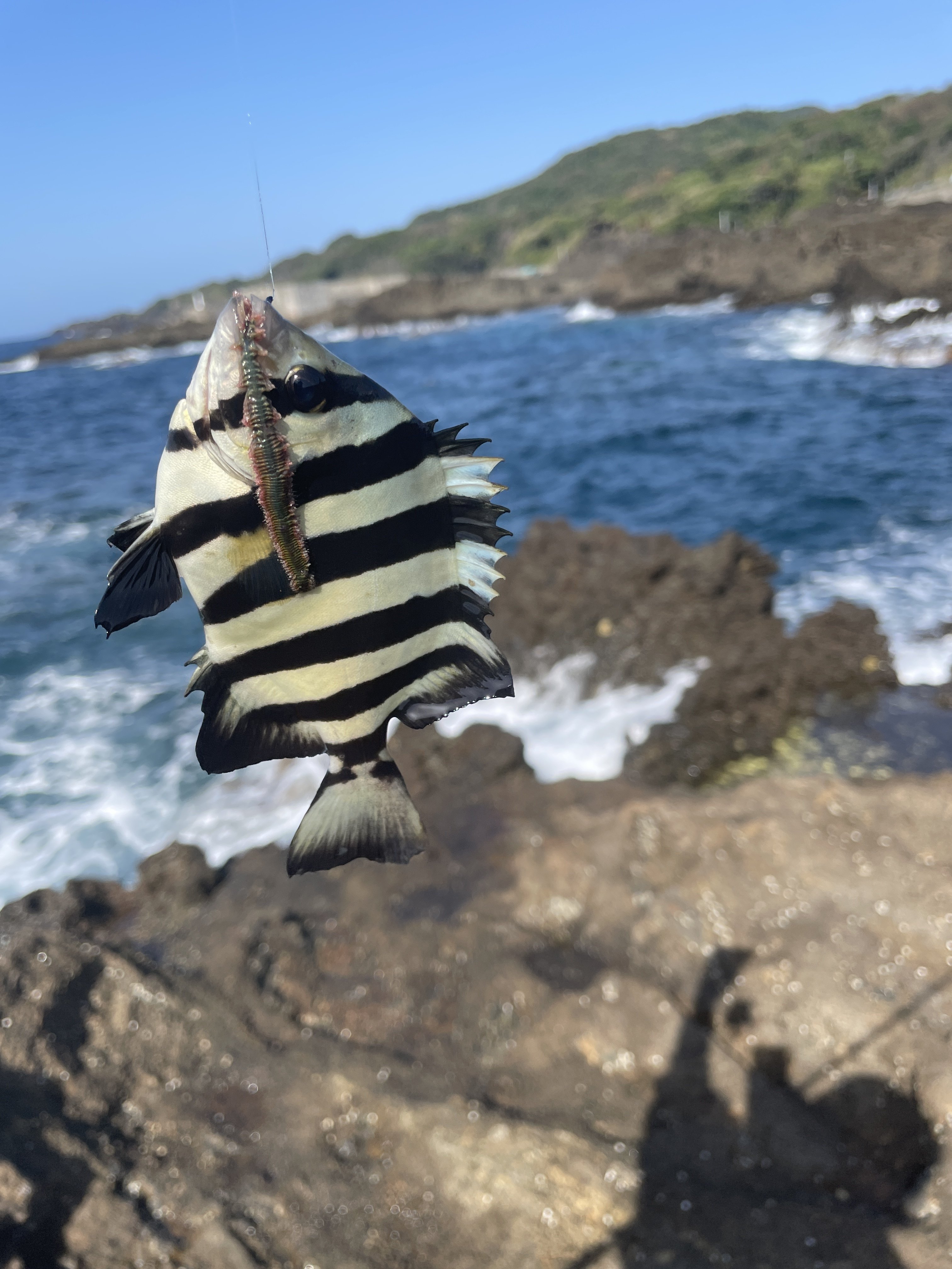 小4が佐渡で1週間釣りをしてきた よりかね けいいち Note
