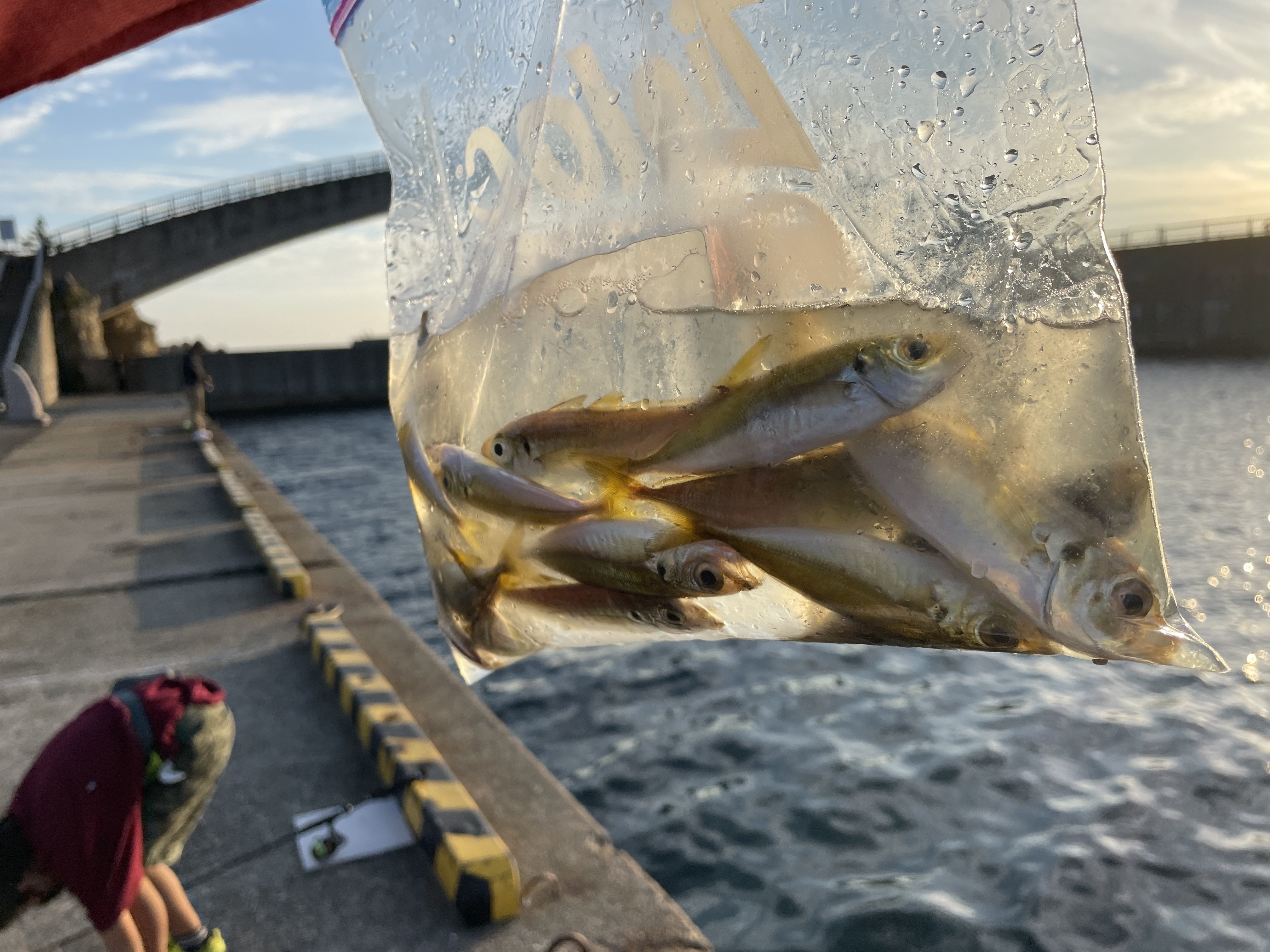小4が佐渡で1週間釣りをしてきた よりかね けいいち Note