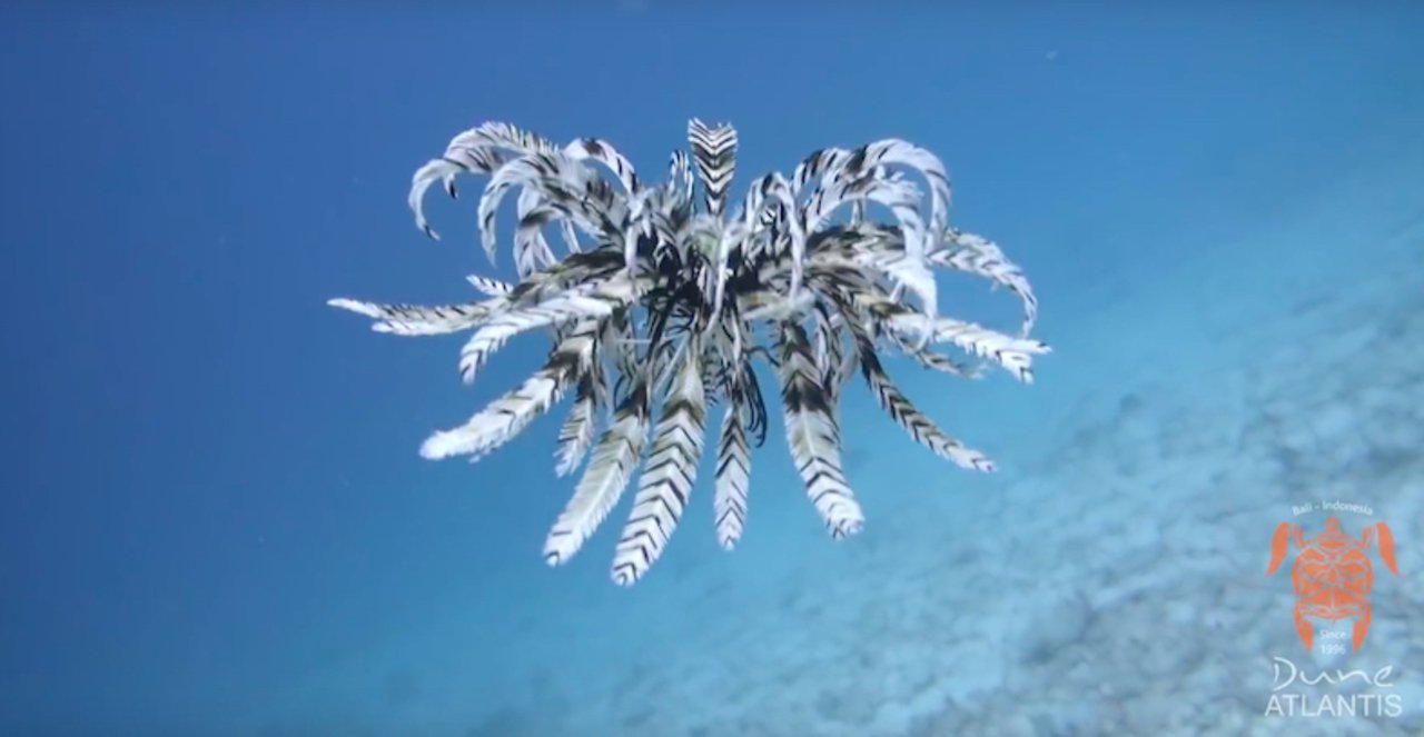 ウミユリ海底譚 歌詞 考察 花緑青 Note ウミユリ海底譚 歌詞 考察 花緑青 Note