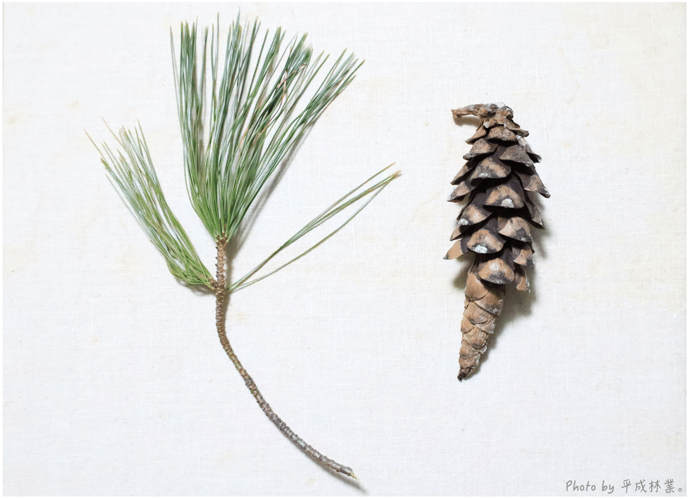 蒸留日記vol 10 北米産マツことストローブマツを蒸留する エフゲニーマエダ 平成林業 Note 蒸留日記vol 10 北米産マツことストローブマツを蒸留する エフゲニーマエダ 平成林業 Note