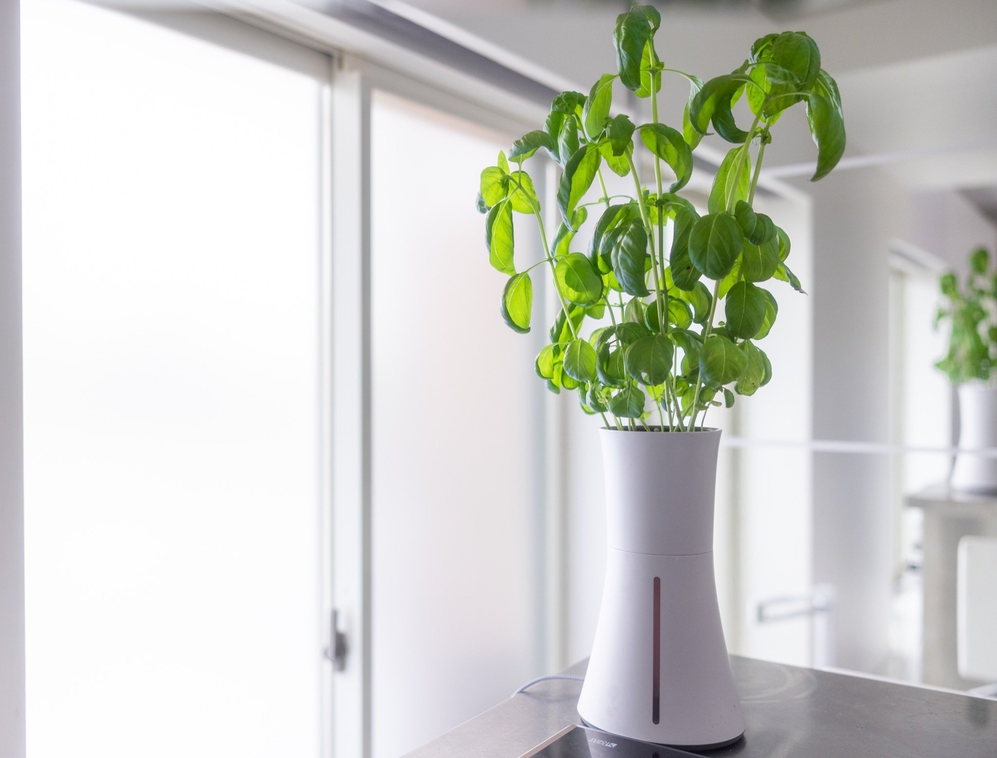 botanium ボタニアム ローレルグリーン おうち時間に家庭菜園】自動で