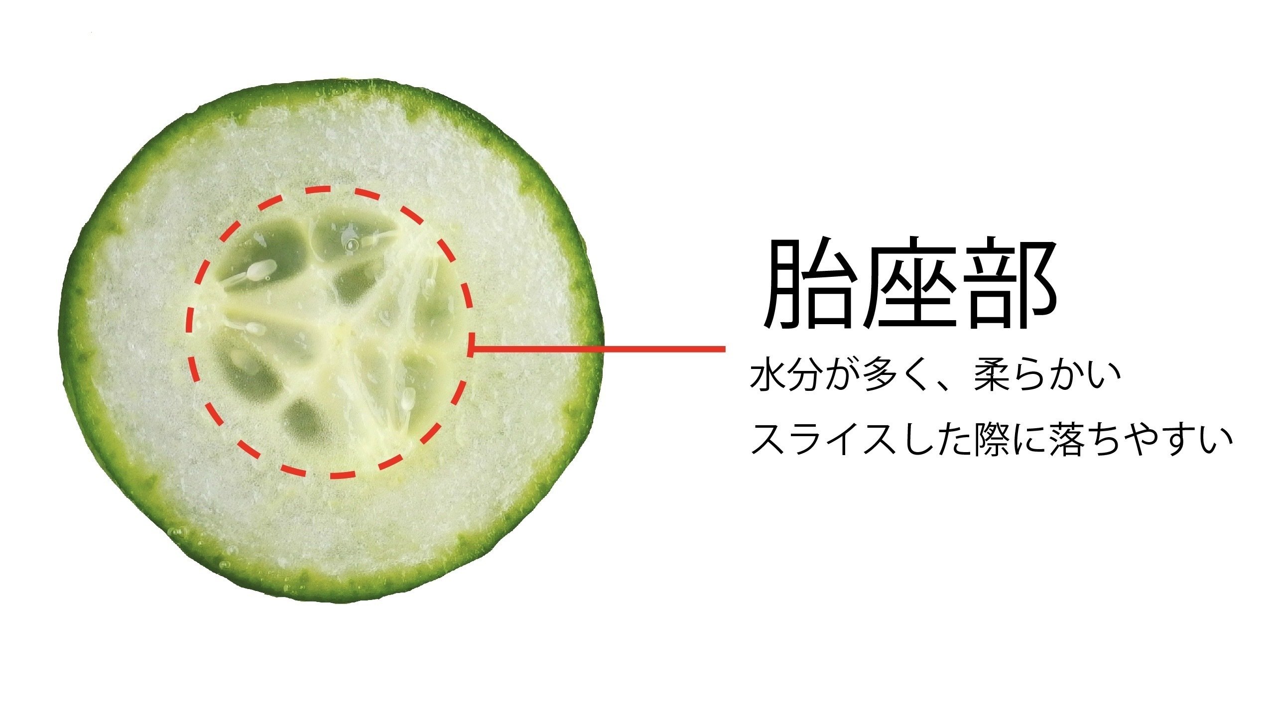業務用野菜の現状～業務用きゅうりの特性について～｜アグリペディア