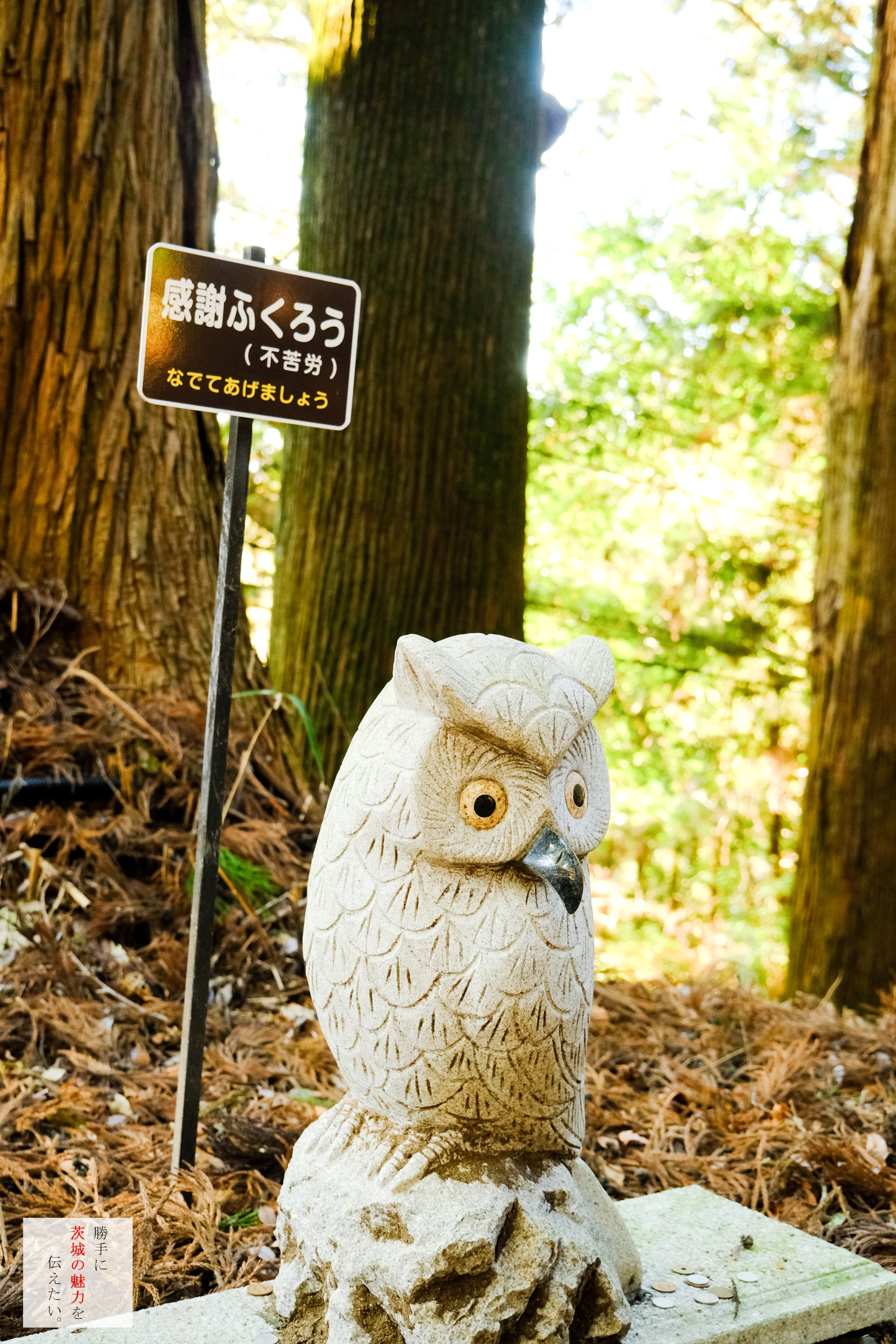 ふくろう神社！｜勝手に茨城の魅力を伝えたい
