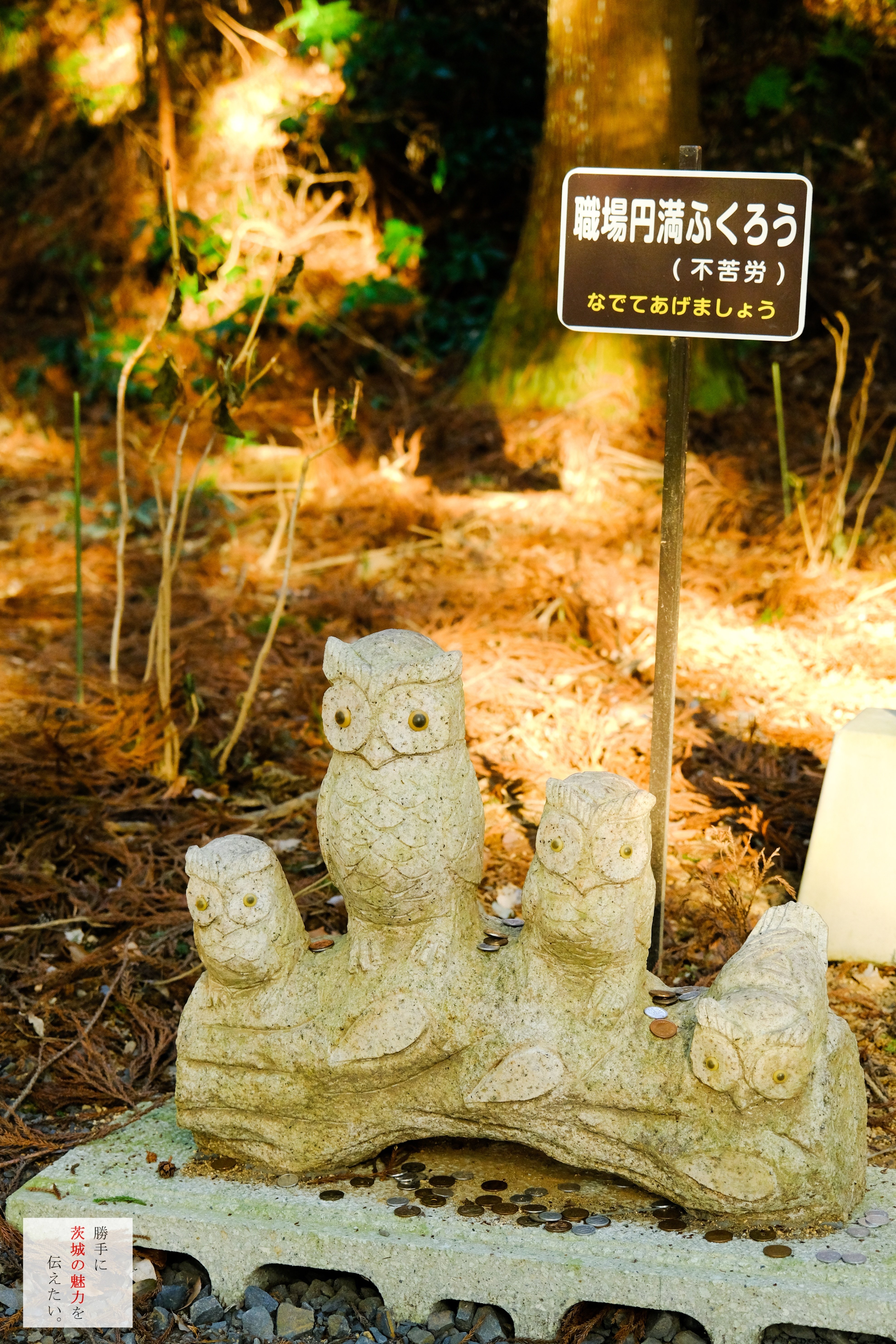 ふくろう神社！｜勝手に茨城の魅力を伝えたい