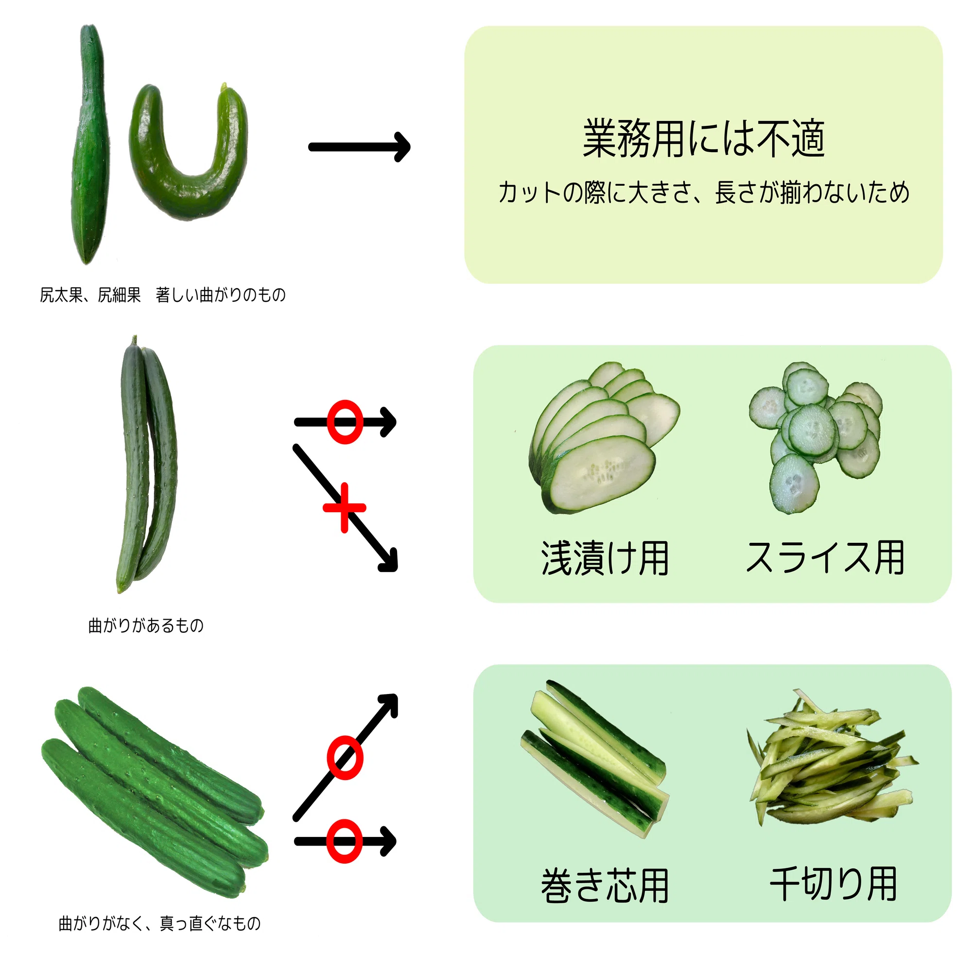 業務用野菜の現状～業務用きゅうりの特性について～｜アグリペディア