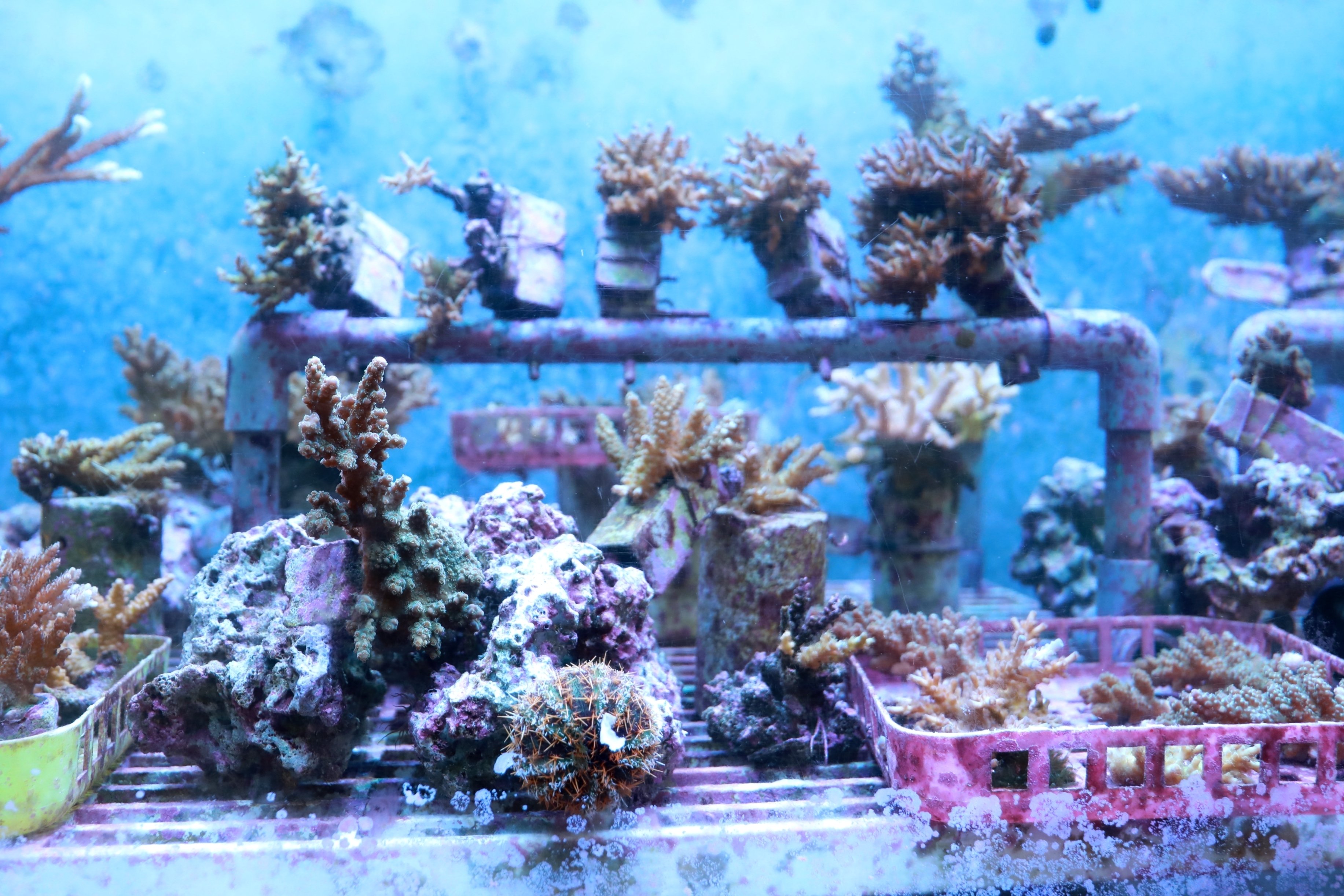 サンゴが暮らせる海に。海の豊かさを守り抜く。｜サンシャインシティ