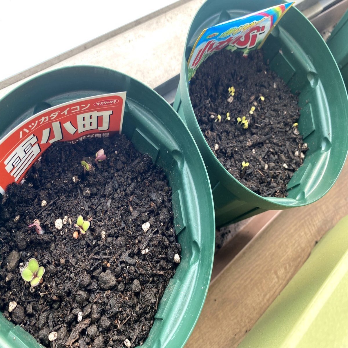 春の七草を 探したり育てたりして粥にした 週末は愛菜家 Vol 07 みたすくらす 東海の地産情報を地元クリエイターがお届け