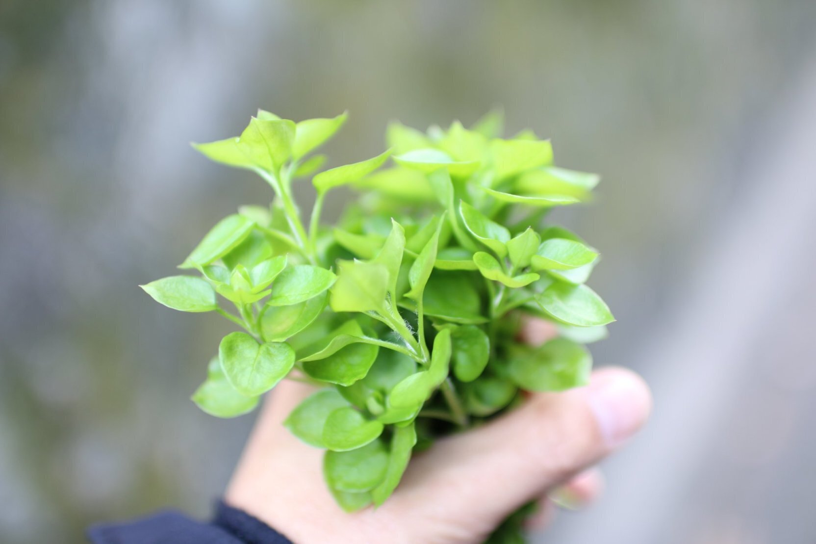 春の七草を 探したり育てたりして粥にした 週末は愛菜家 Vol 07 みたすくらす 東海の地産情報を地元クリエイターがお届け 春の七草を 探したり育てたりして粥にした 週末は愛菜家 Vol 07 みたすくらす 東海の地産情報を地元クリエイターがお届け
