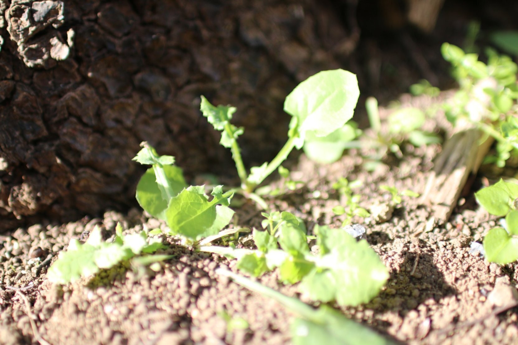 春の七草を 探したり育てたりして粥にした 週末は愛菜家 Vol 07 みたすくらす 東海の地産情報を地元クリエイターがお届け 春の七草を 探したり育てたりして粥にした 週末は愛菜家 Vol 07 みたすくらす 東海の地産情報を地元クリエイターがお届け