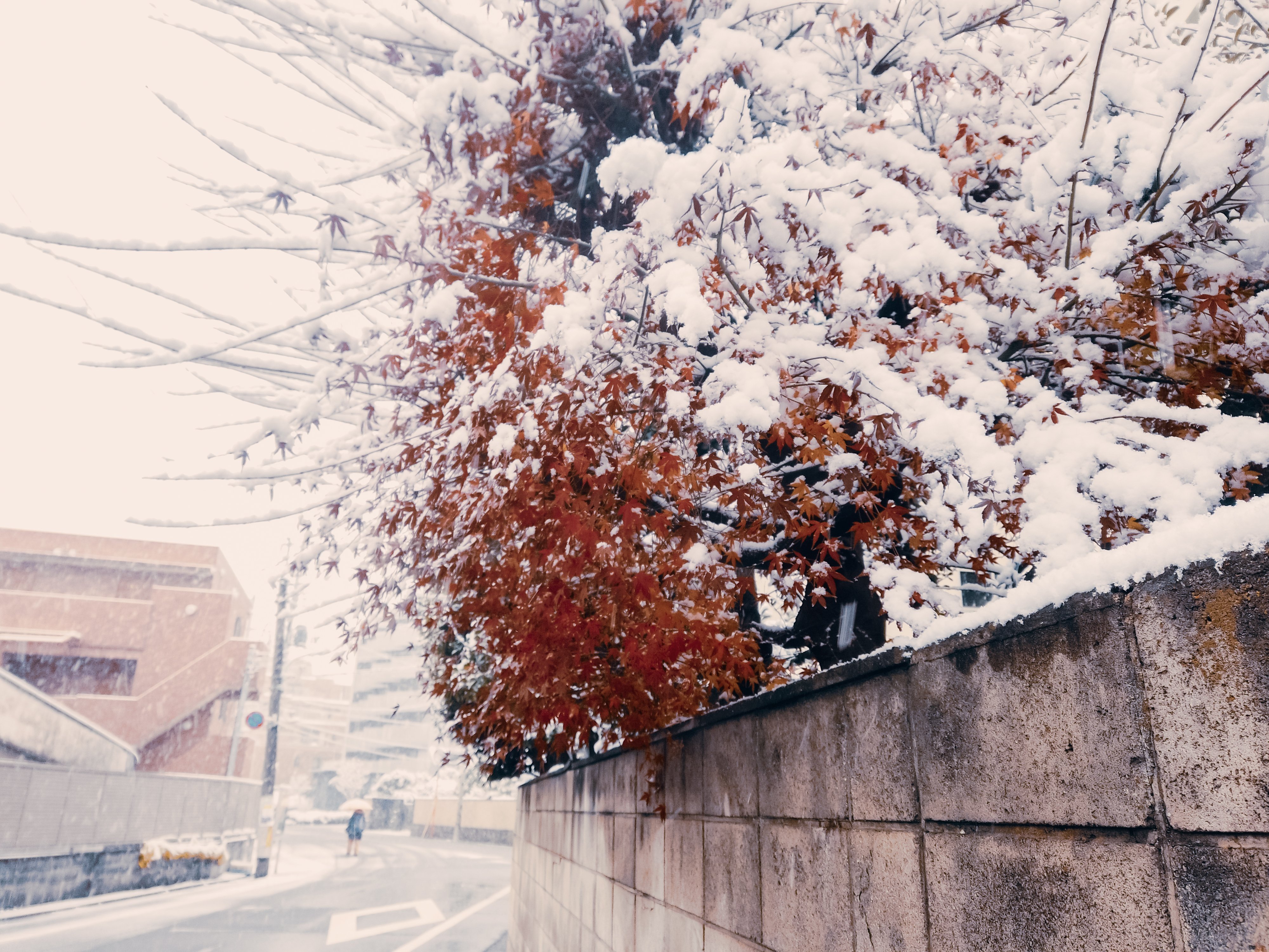 雪の降る朝の赤 photo-1755799868554-ffd08169a56b